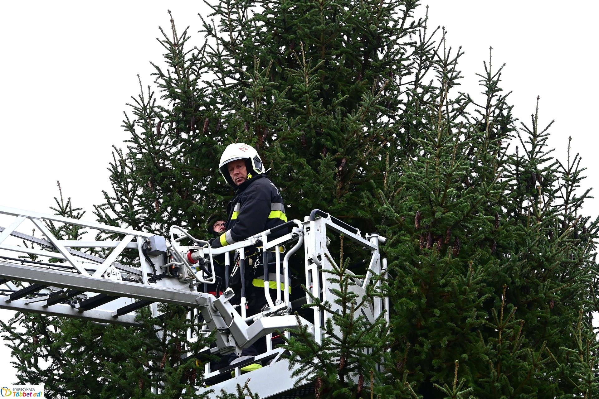 Megérkezett a város karácsonyfája a Kossuth térre