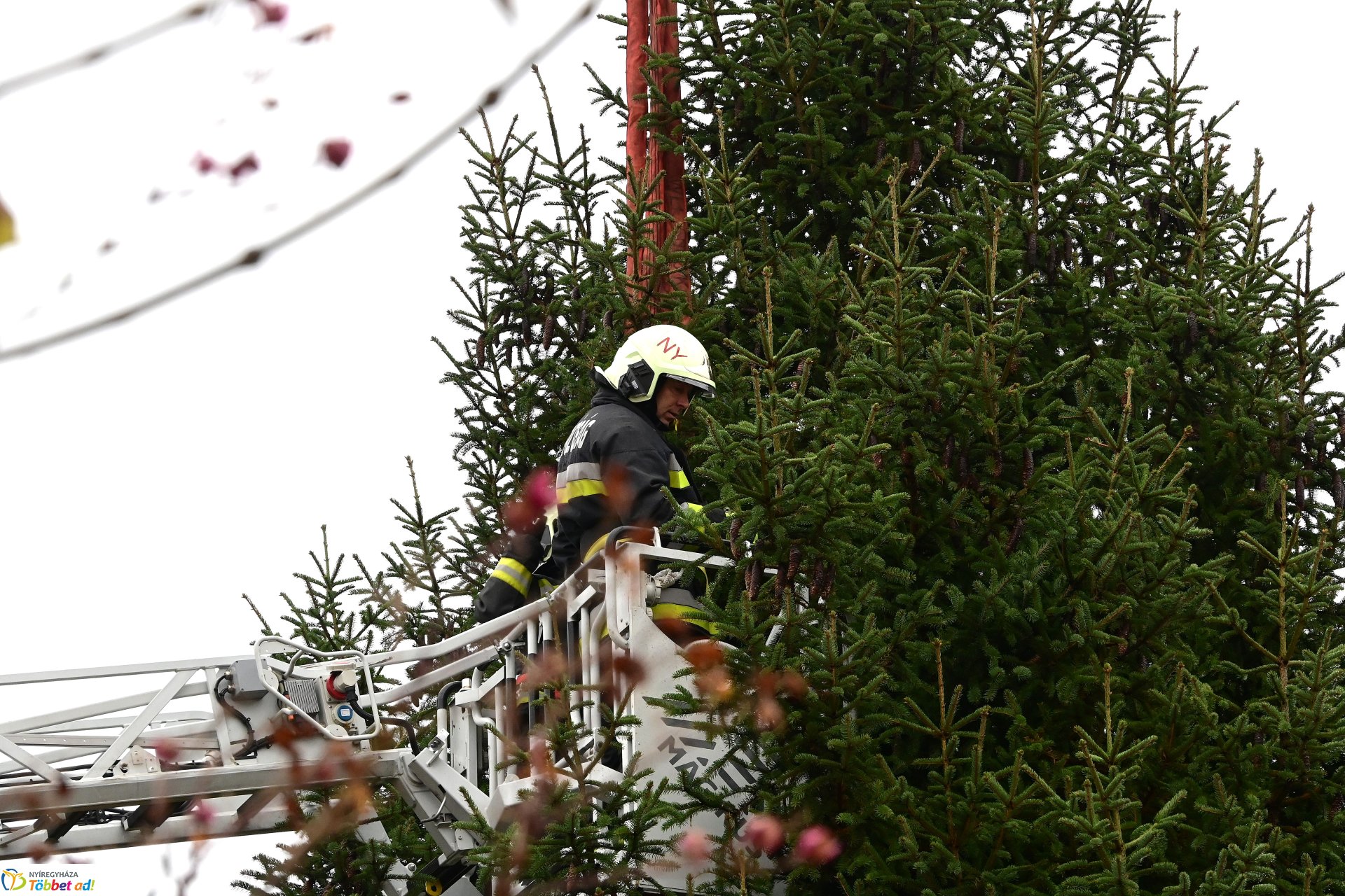 Megérkezett a város karácsonyfája a Kossuth térre