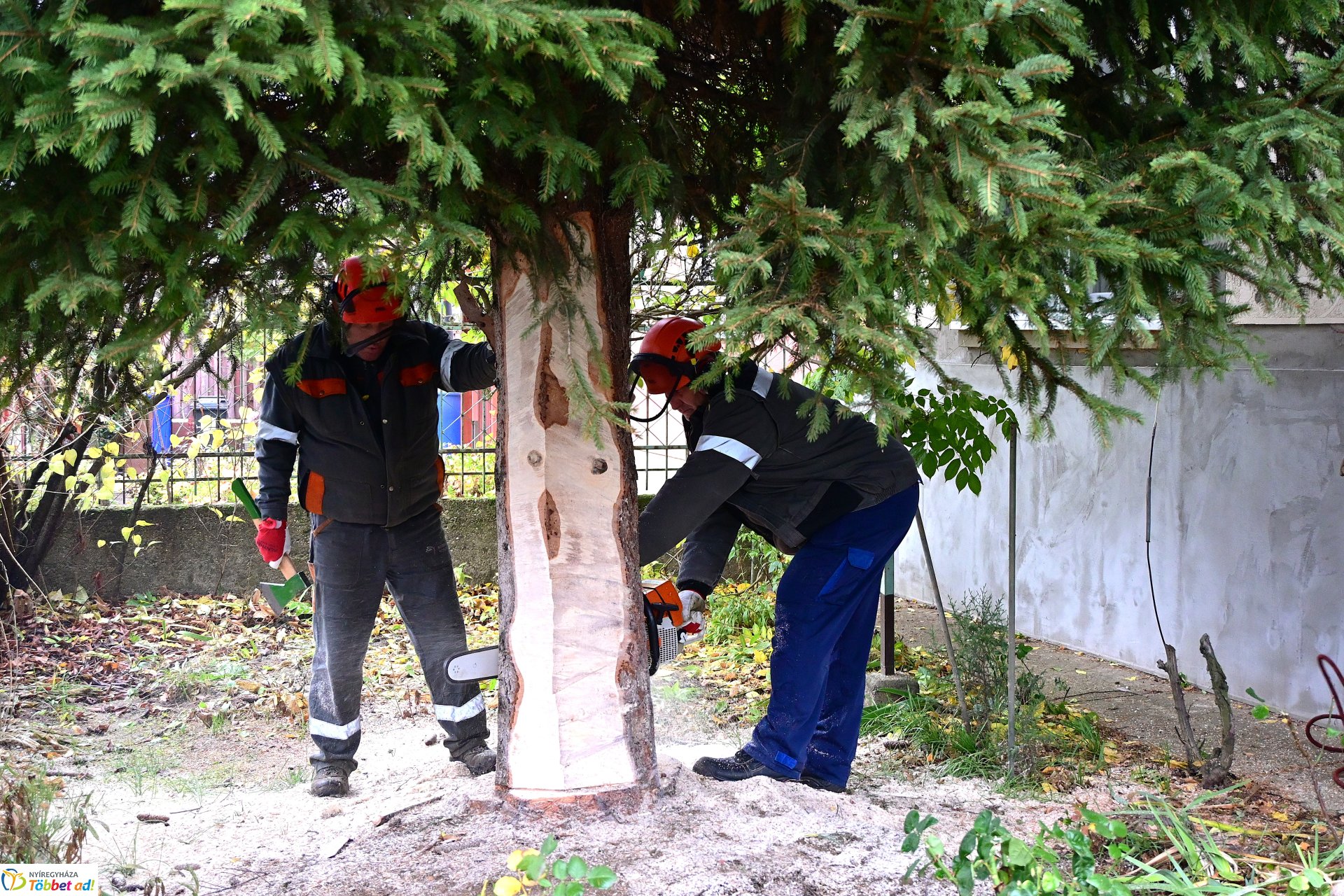 Megérkezett a város karácsonyfája a Kossuth térre