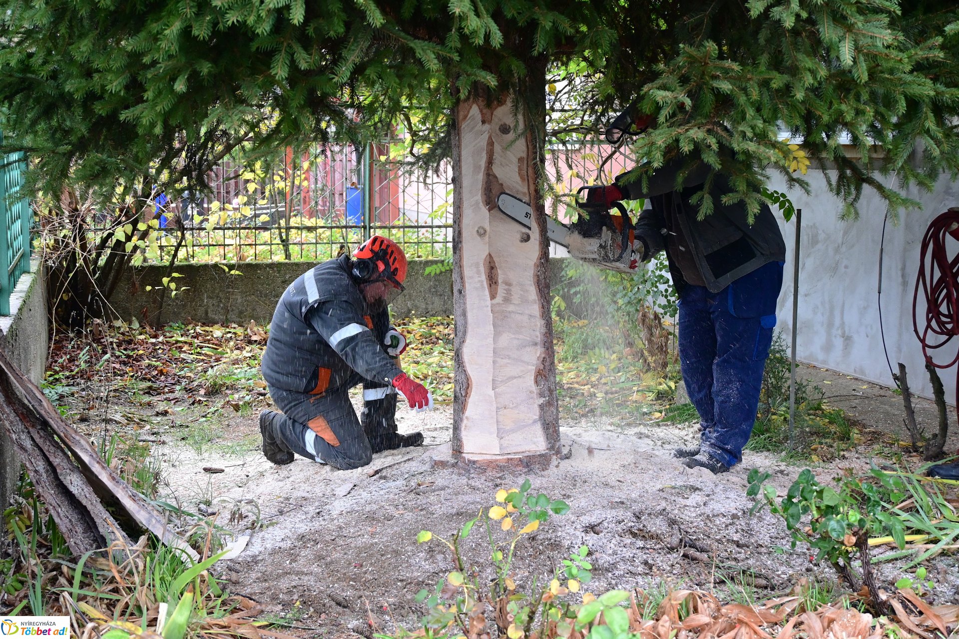 Megérkezett a város karácsonyfája a Kossuth térre