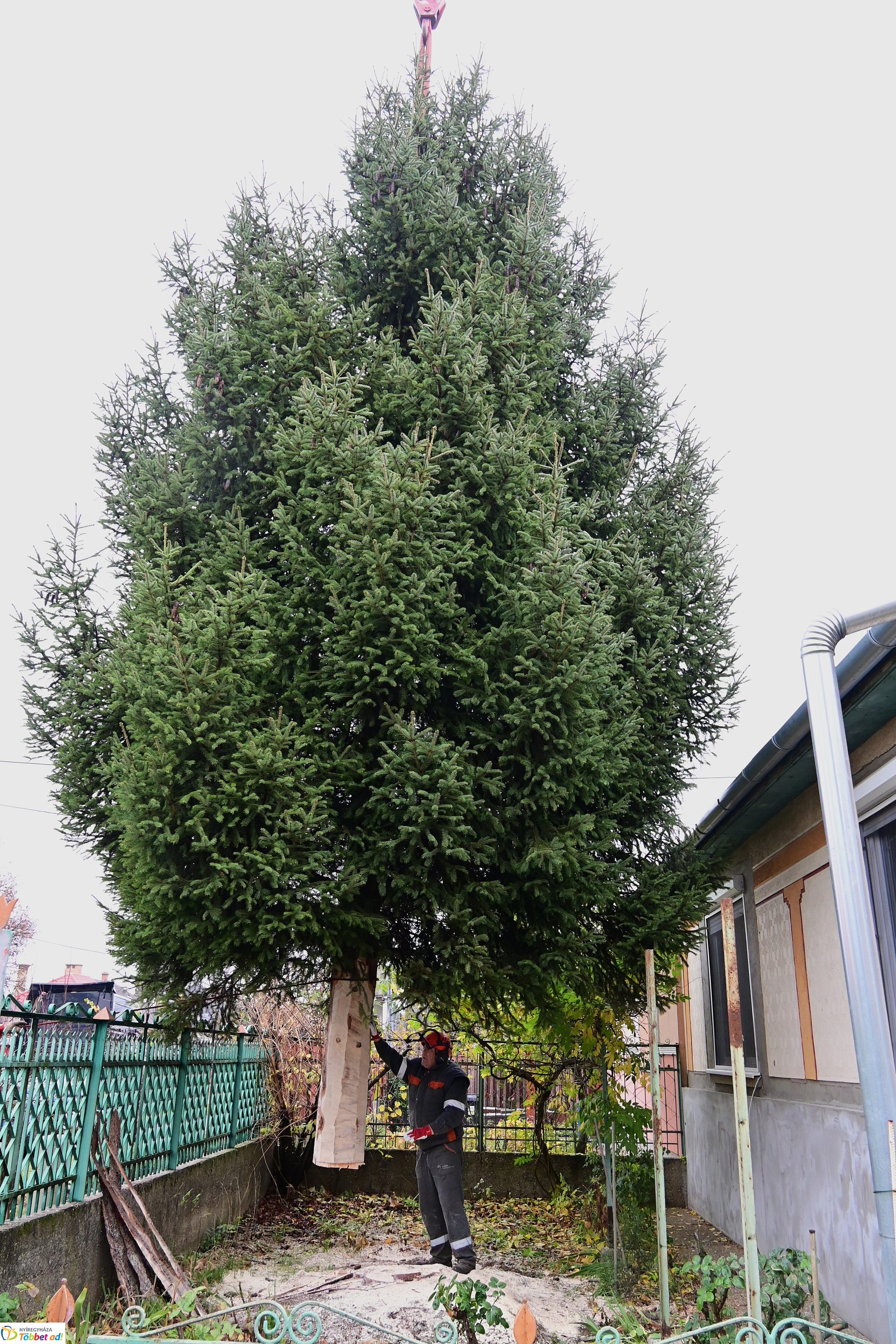 Megérkezett a város karácsonyfája a Kossuth térre