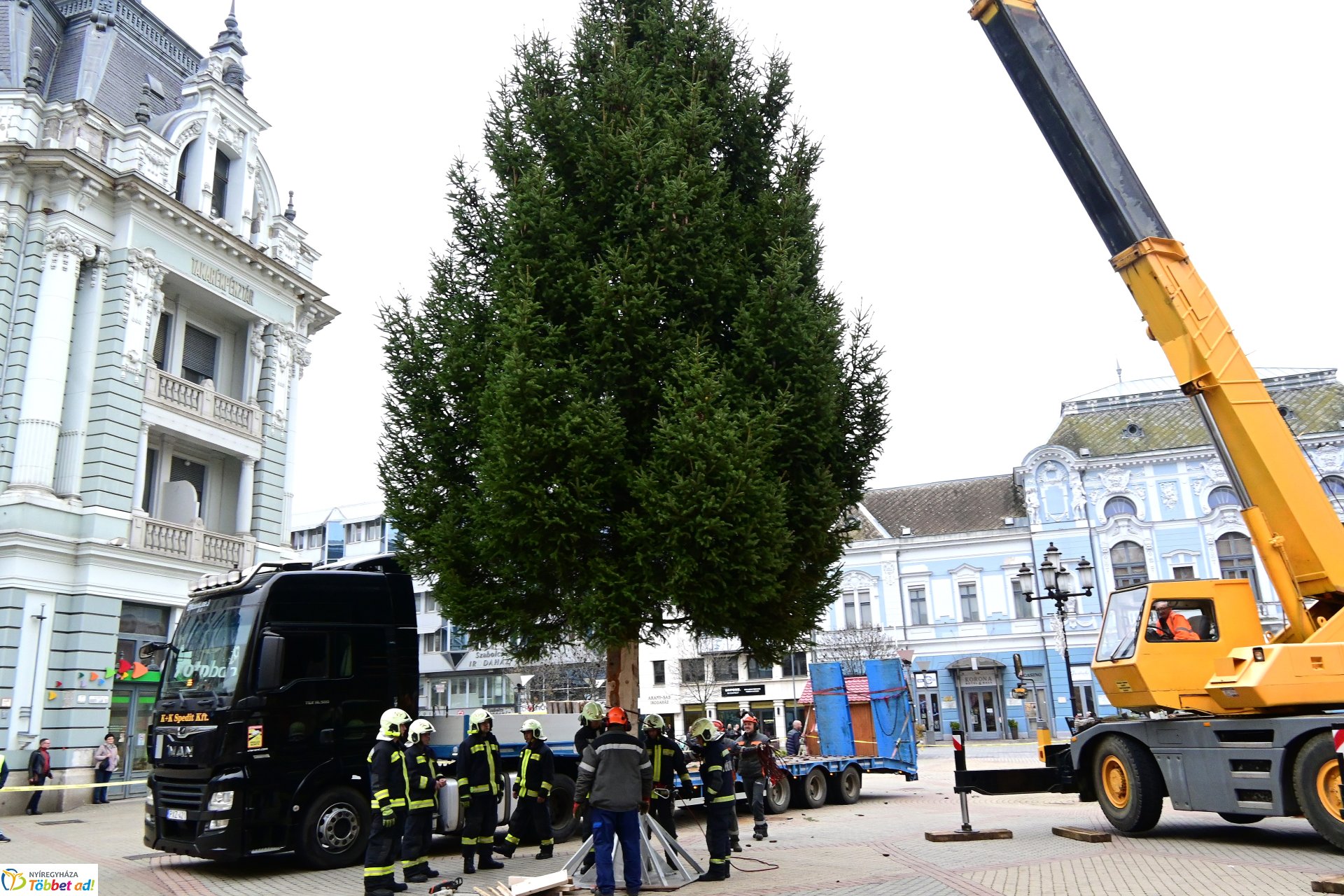 Megérkezett a város karácsonyfája a Kossuth térre