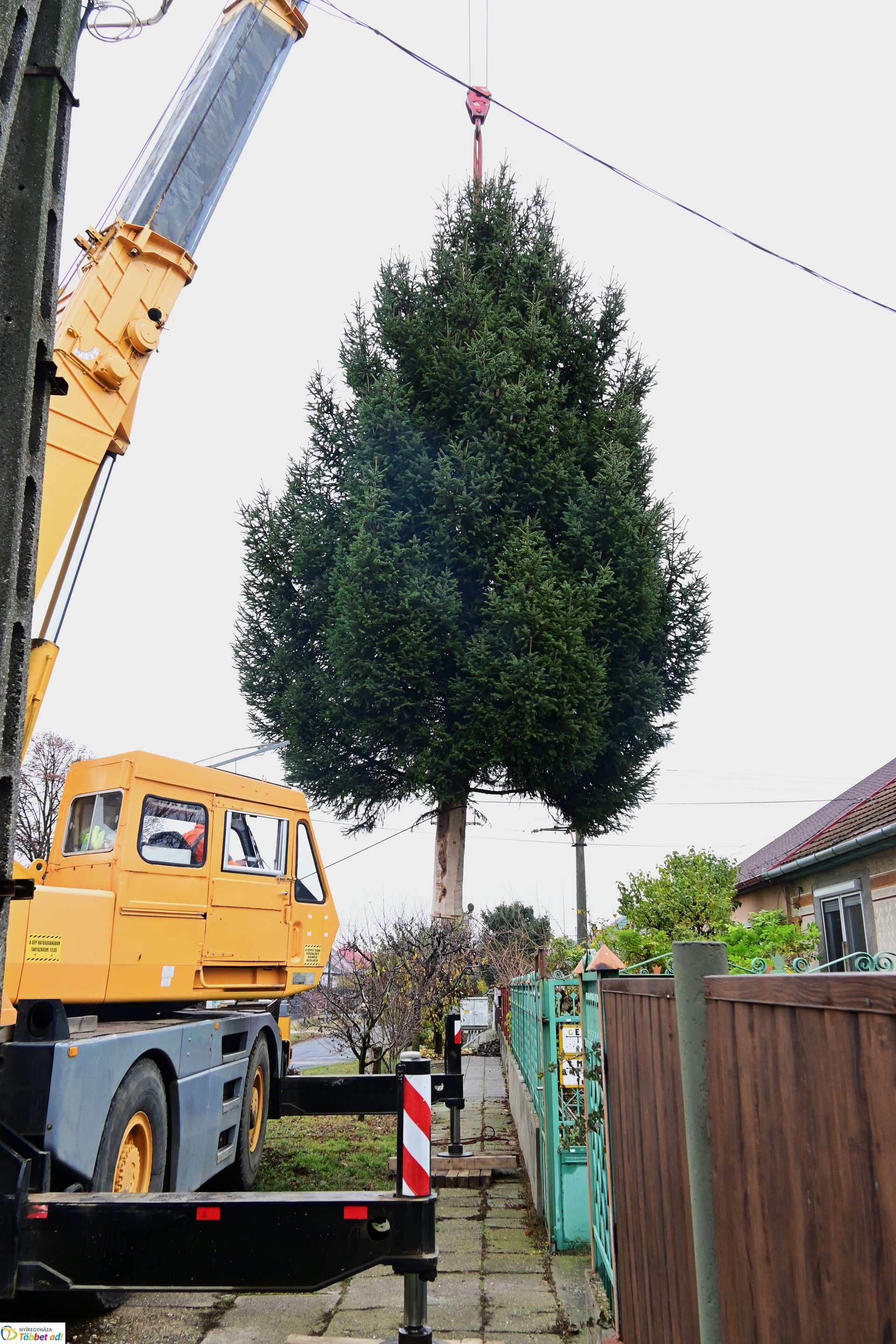 Megérkezett a város karácsonyfája a Kossuth térre