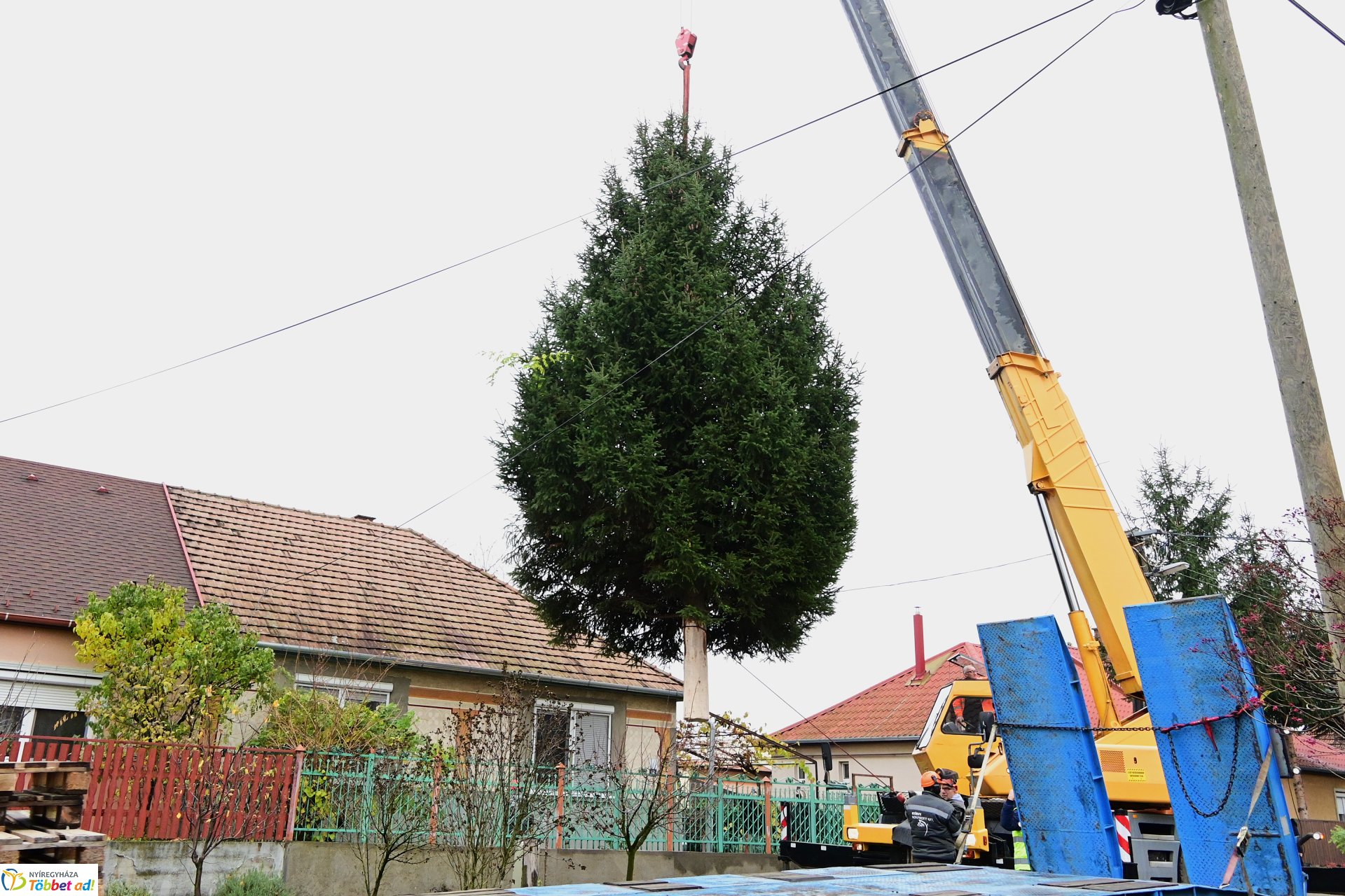 Megérkezett a város karácsonyfája a Kossuth térre