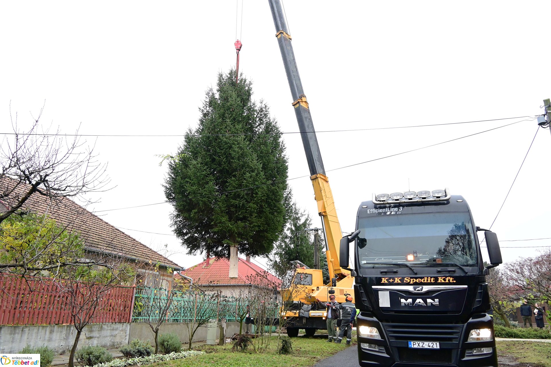 Megérkezett a város karácsonyfája a Kossuth térre
