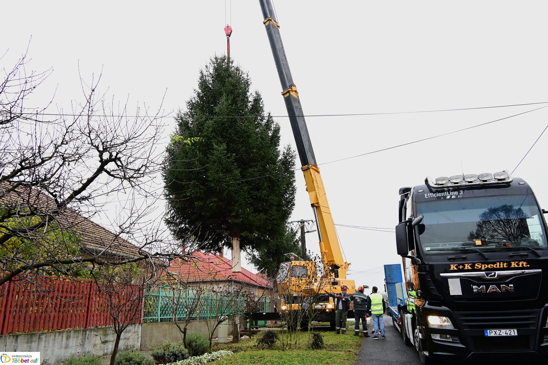 Megérkezett a város karácsonyfája a Kossuth térre