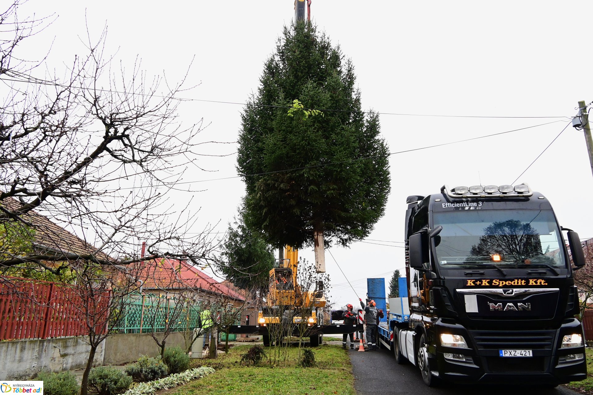 Megérkezett a város karácsonyfája a Kossuth térre