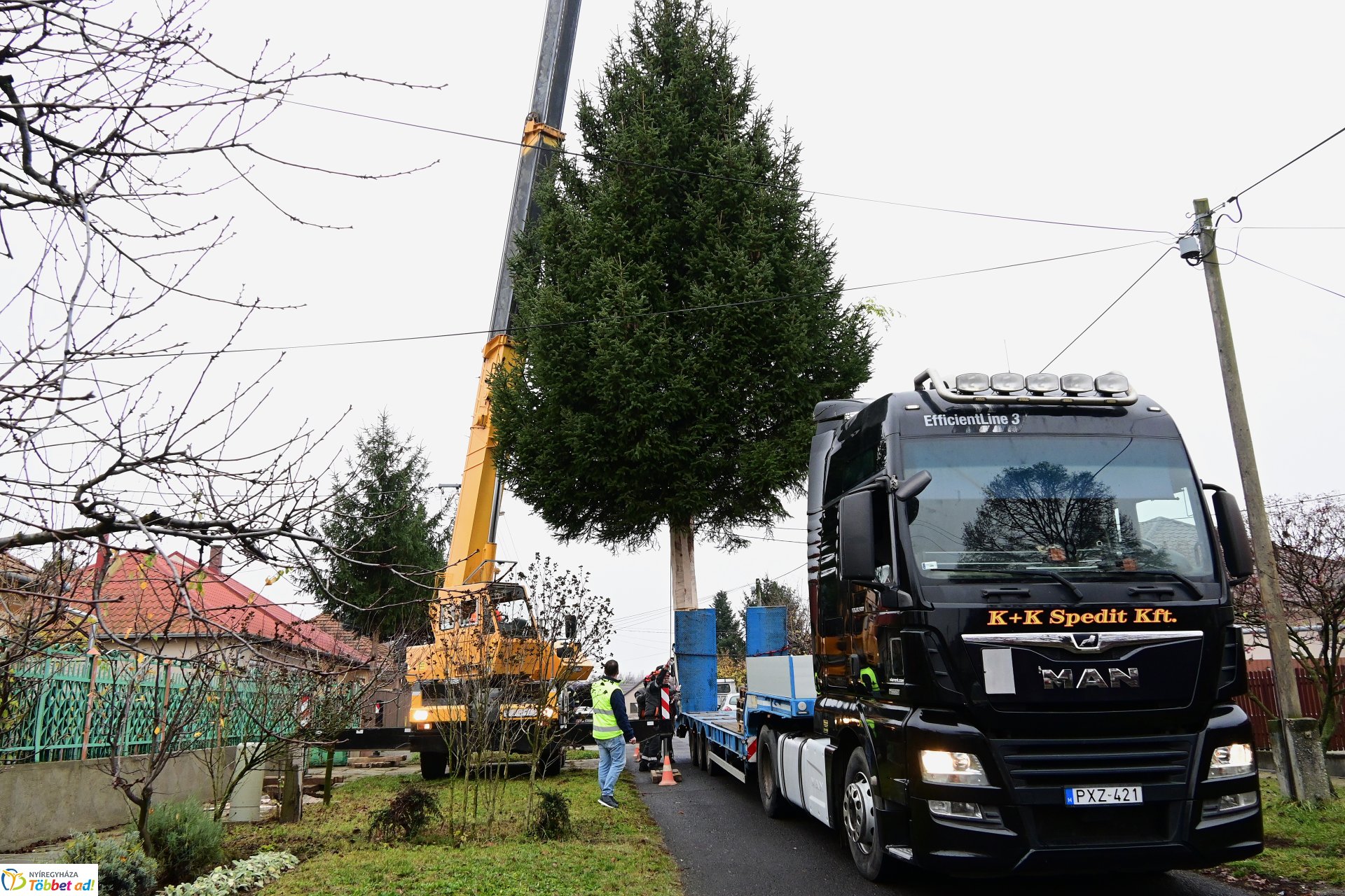 Megérkezett a város karácsonyfája a Kossuth térre