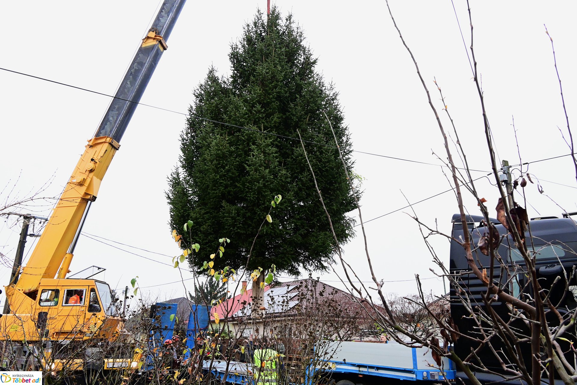 Megérkezett a város karácsonyfája a Kossuth térre