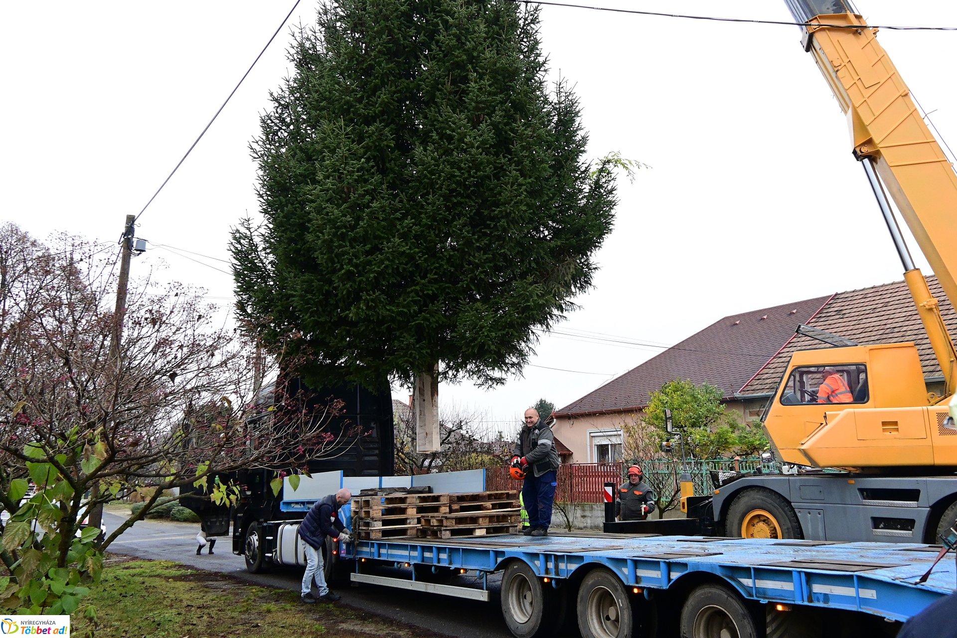 Megérkezett a város karácsonyfája a Kossuth térre