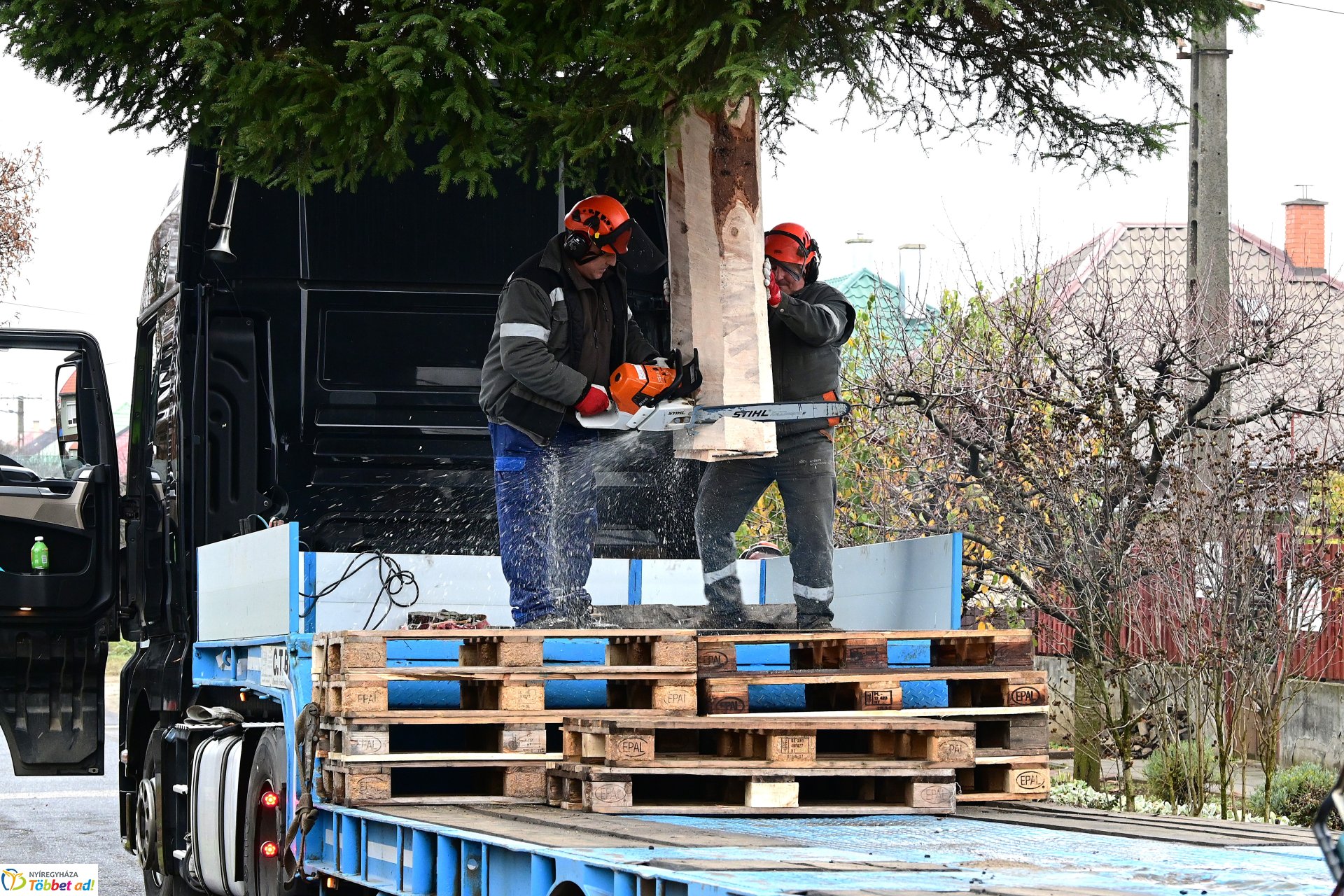 Megérkezett a város karácsonyfája a Kossuth térre