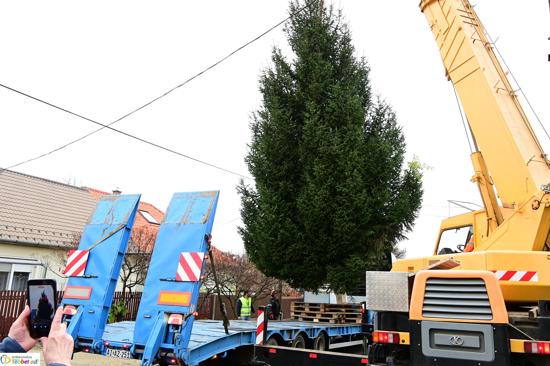 Megérkezett a város karácsonyfája a Kossuth térre