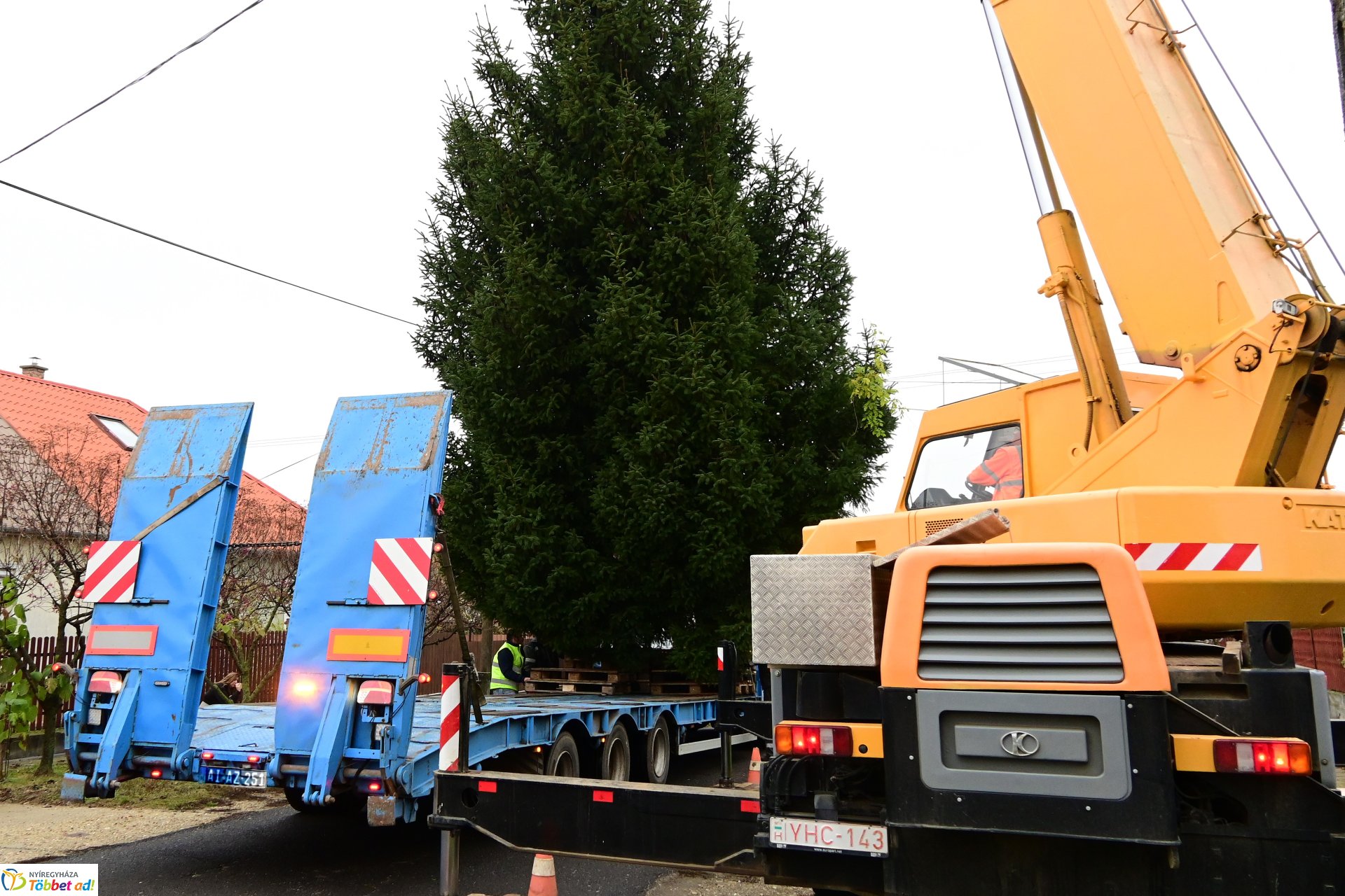 Megérkezett a város karácsonyfája a Kossuth térre