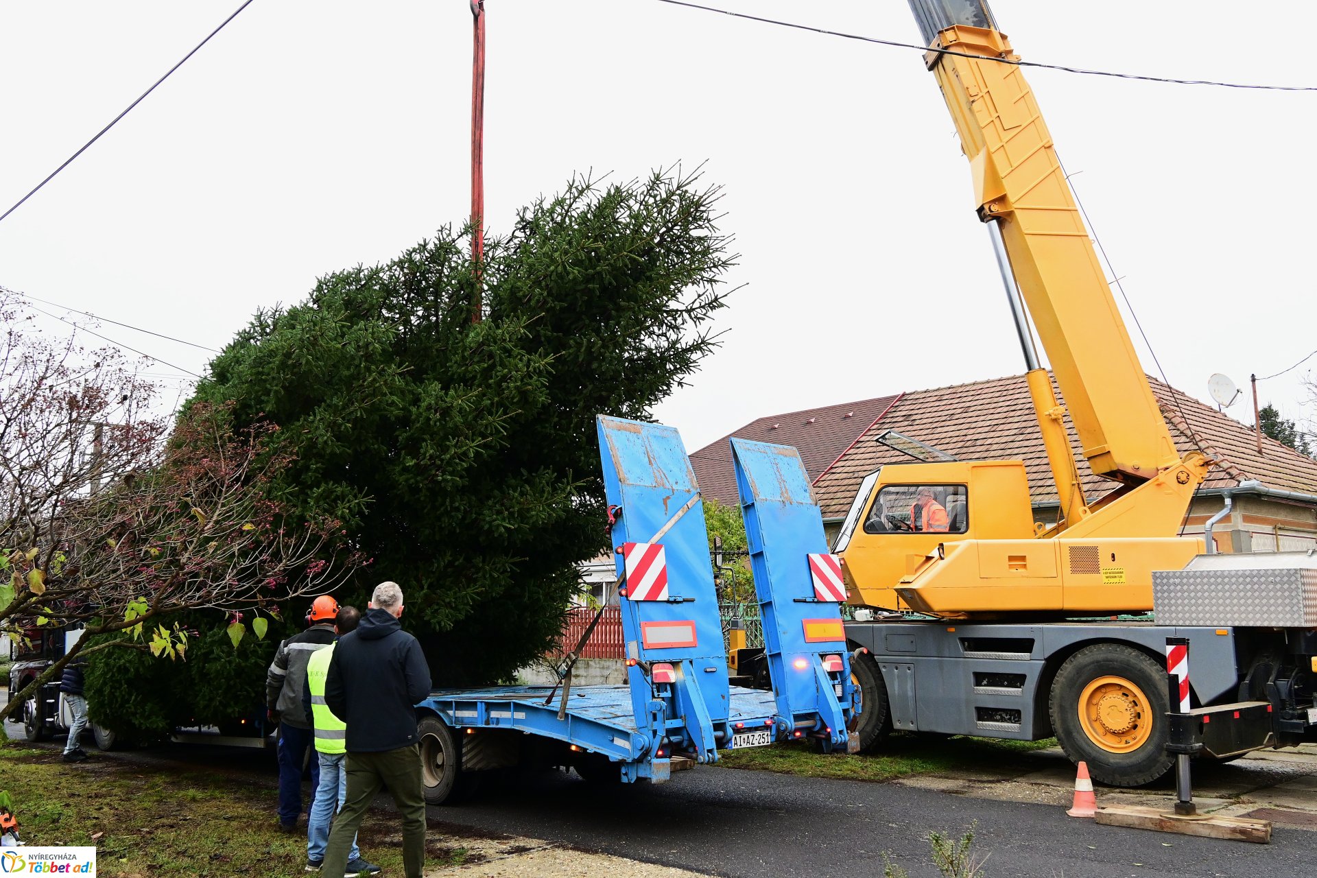 Megérkezett a város karácsonyfája a Kossuth térre