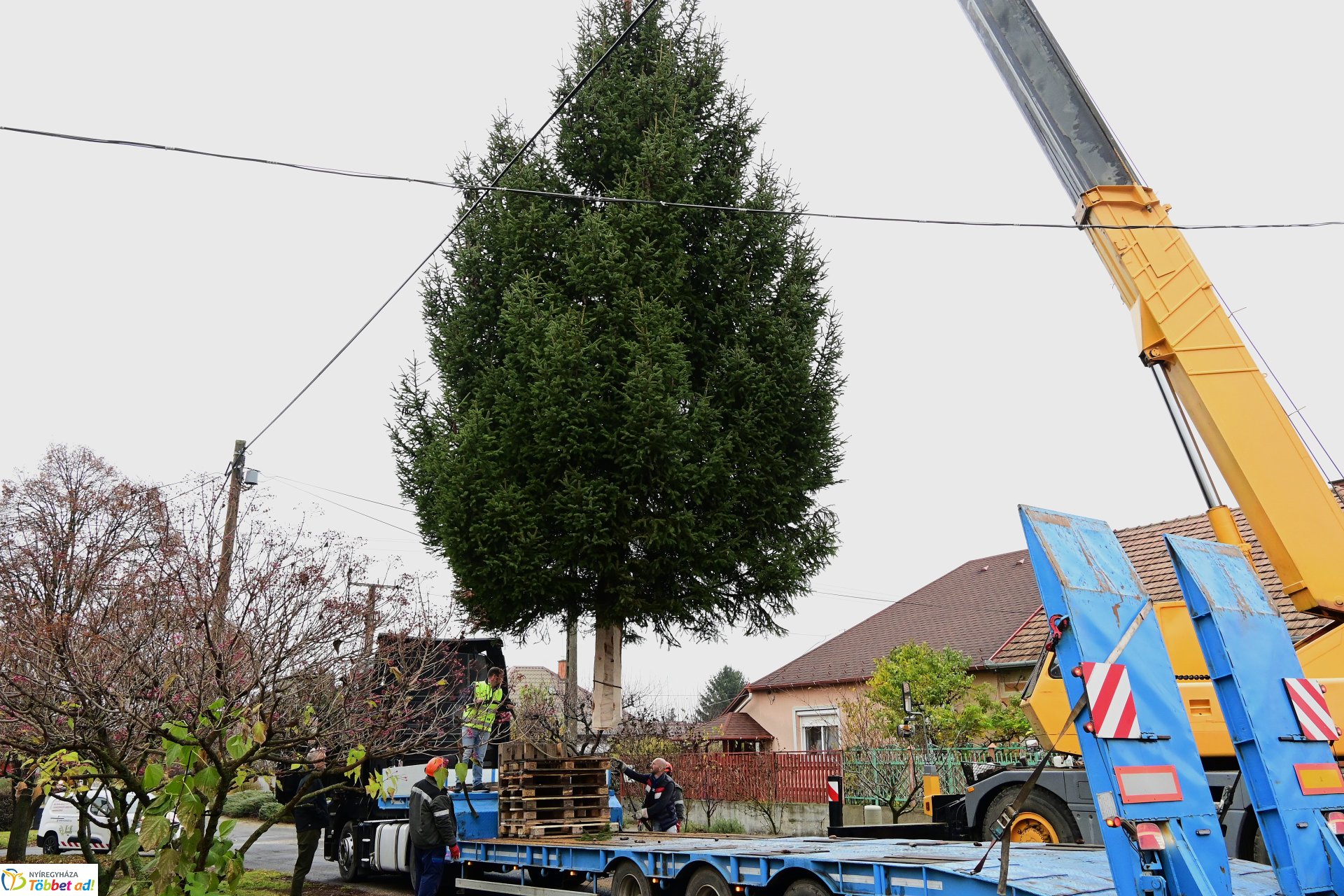 Megérkezett a város karácsonyfája a Kossuth térre