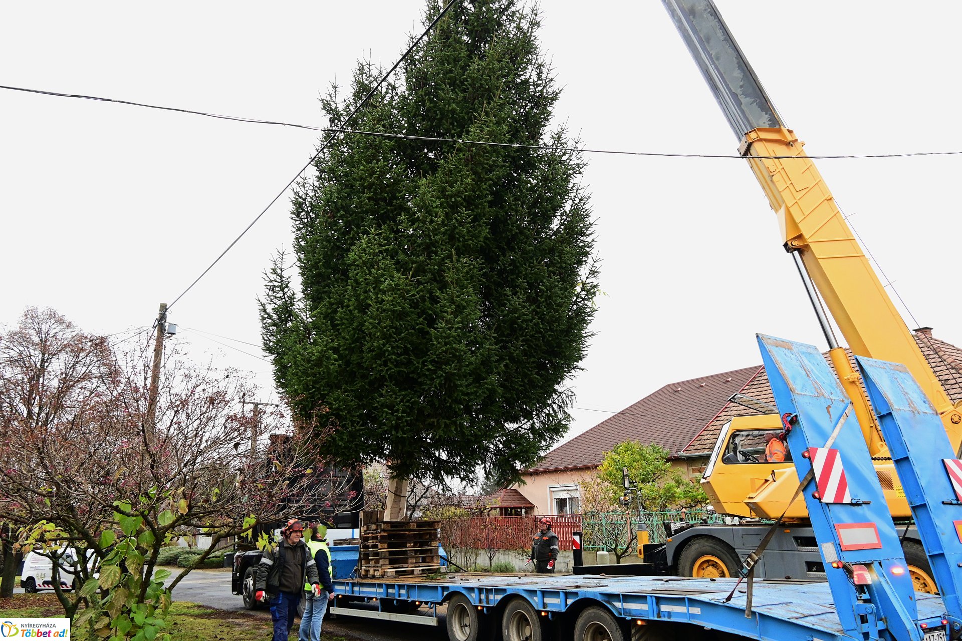 Megérkezett a város karácsonyfája a Kossuth térre