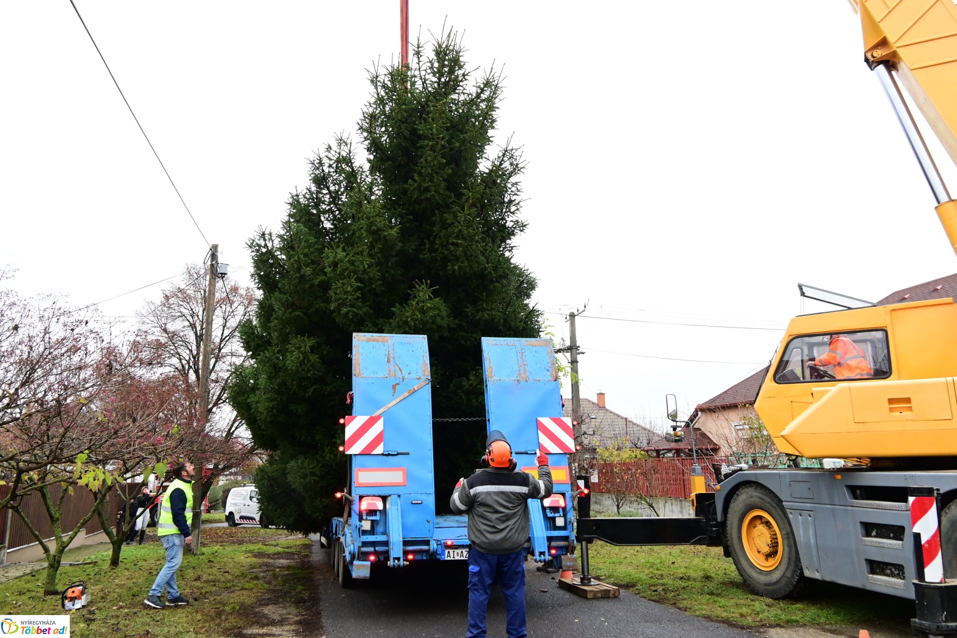 Megérkezett a város karácsonyfája a Kossuth térre