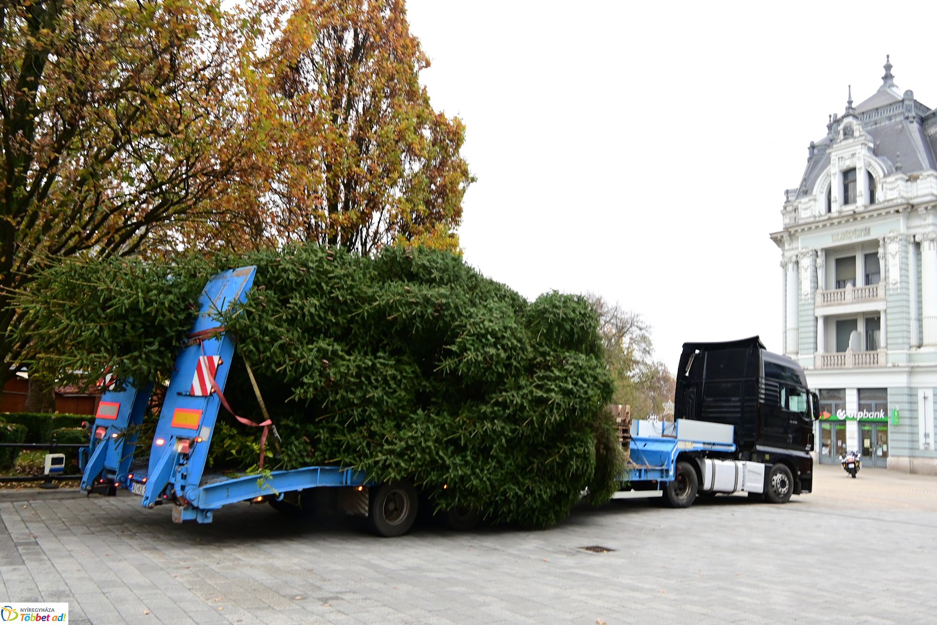 Megérkezett a város karácsonyfája a Kossuth térre