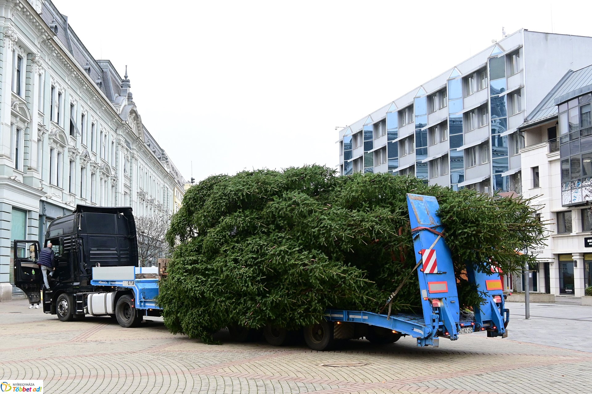 Megérkezett a város karácsonyfája a Kossuth térre