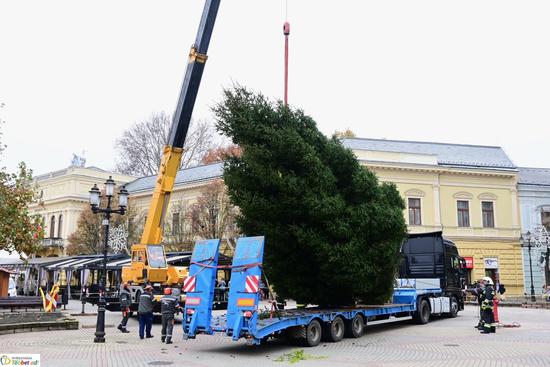 Megérkezett a város karácsonyfája a Kossuth térre