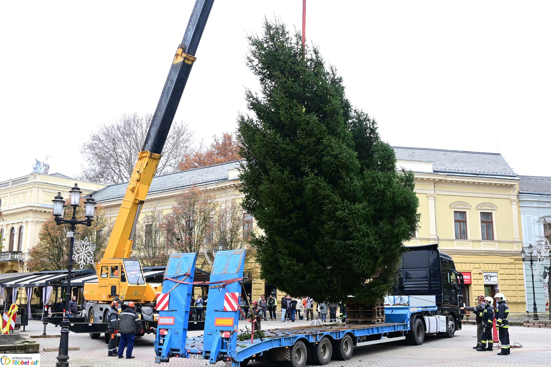 Megérkezett a város karácsonyfája a Kossuth térre