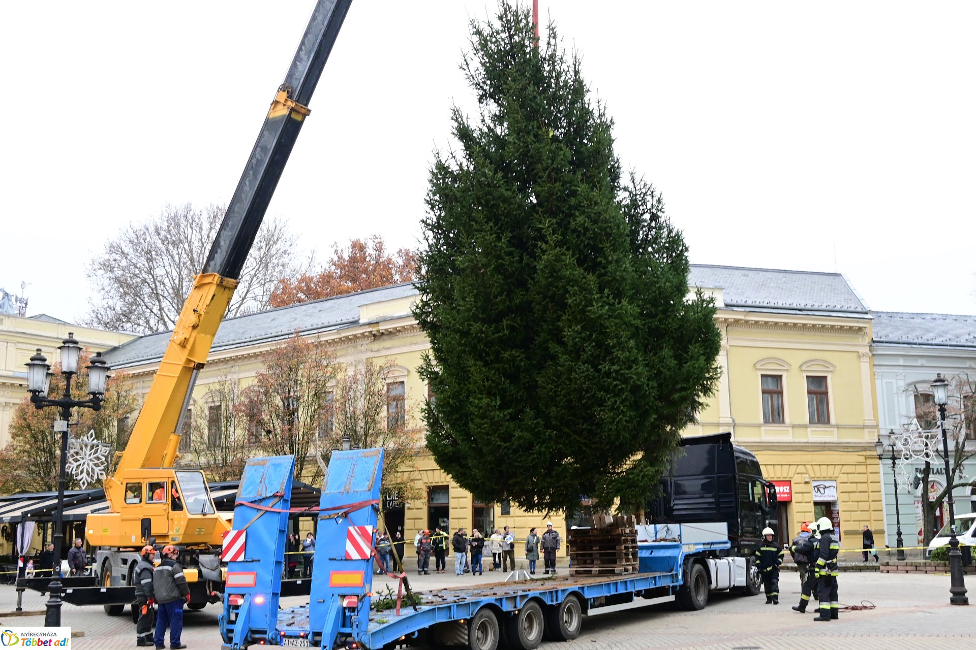 Megérkezett a város karácsonyfája a Kossuth térre
