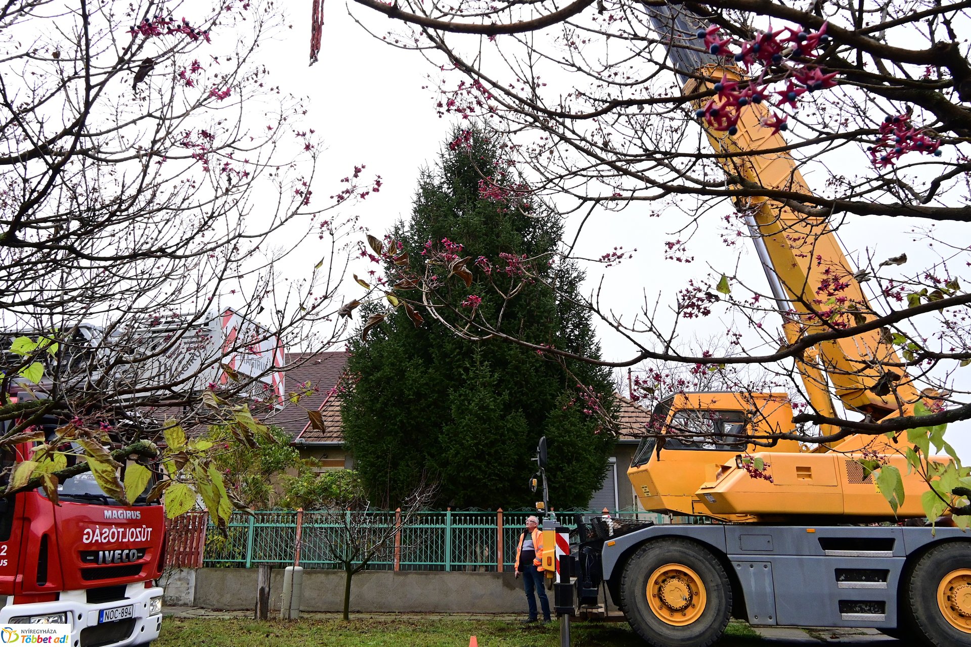 Megérkezett a város karácsonyfája a Kossuth térre