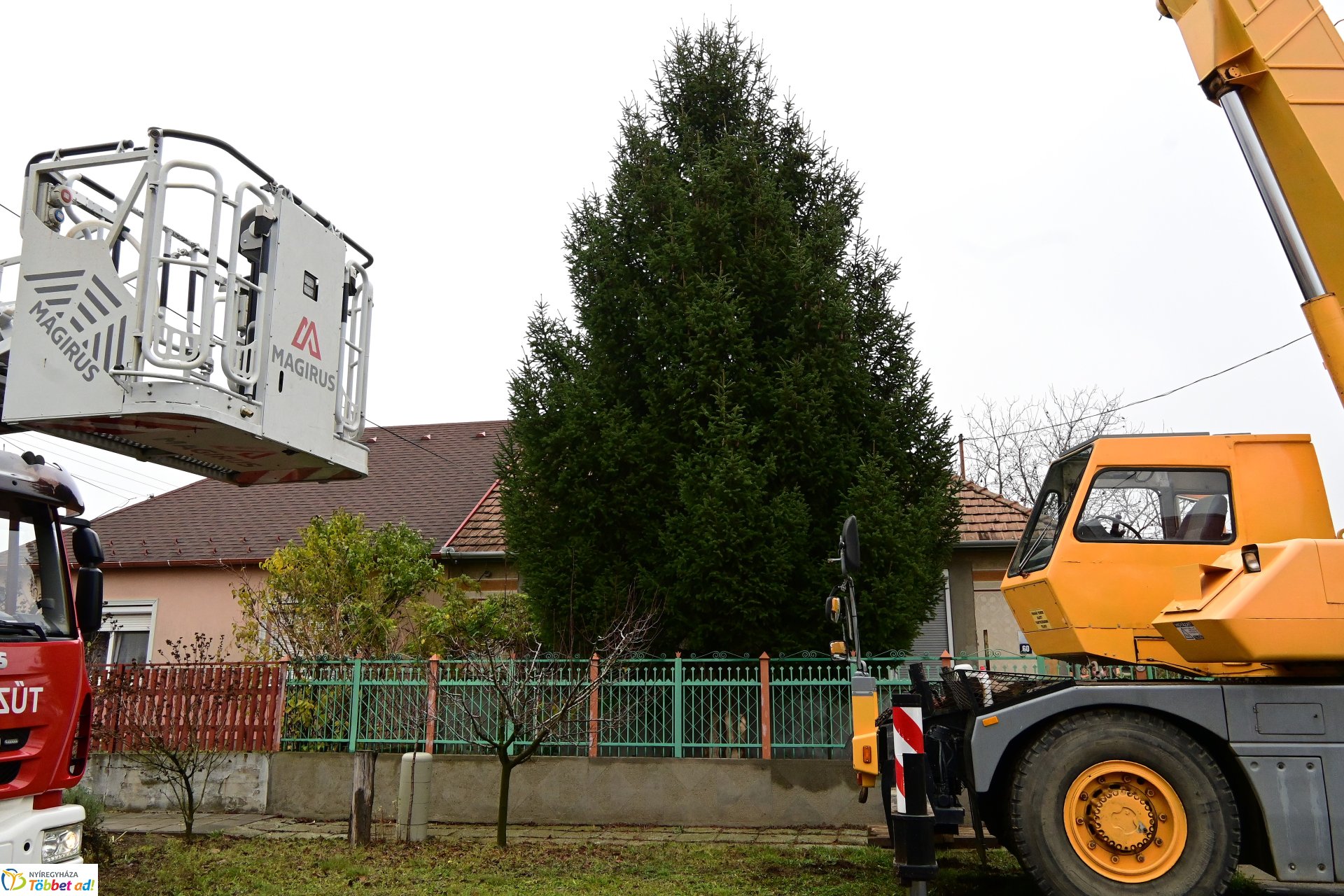 Megérkezett a város karácsonyfája a Kossuth térre