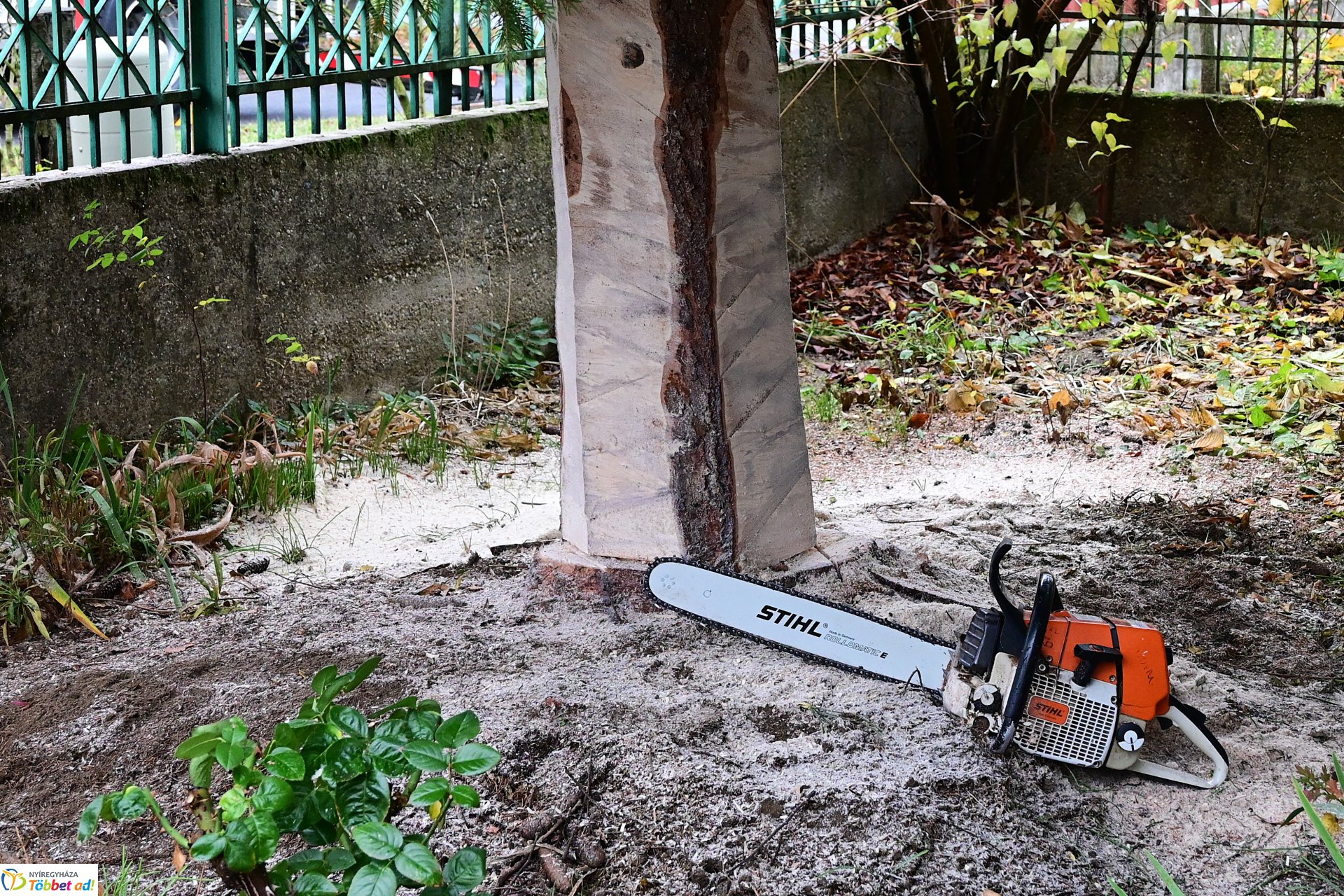 Megérkezett a város karácsonyfája a Kossuth térre