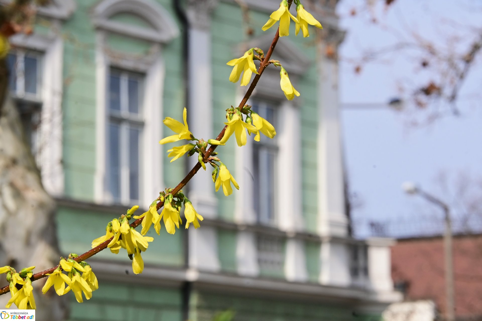 Megérkeztek az első tavaszi virágok a belvárosba