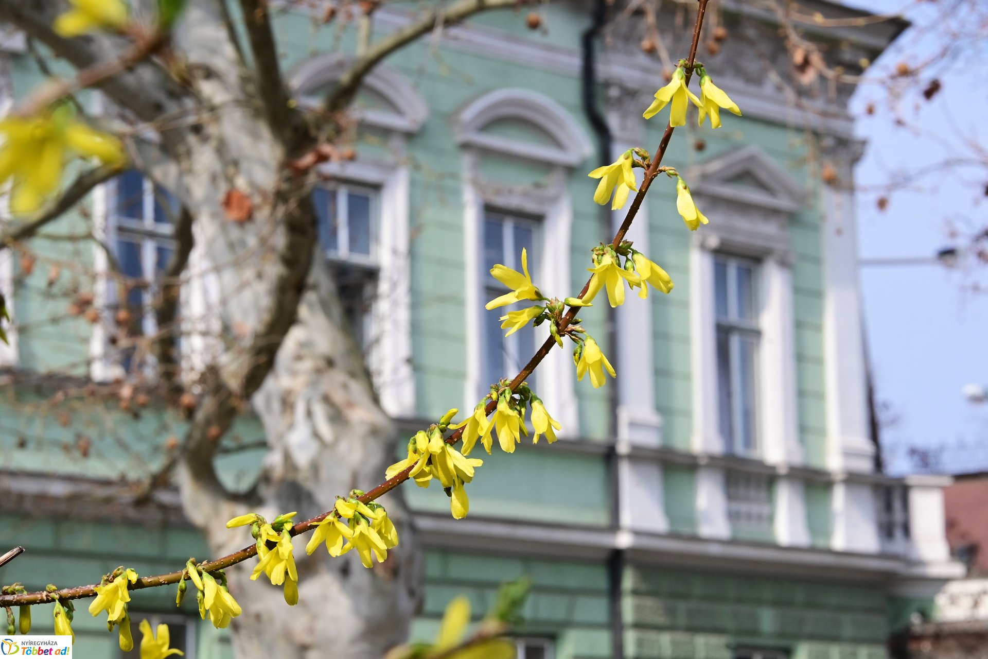 Megérkeztek az első tavaszi virágok a belvárosba