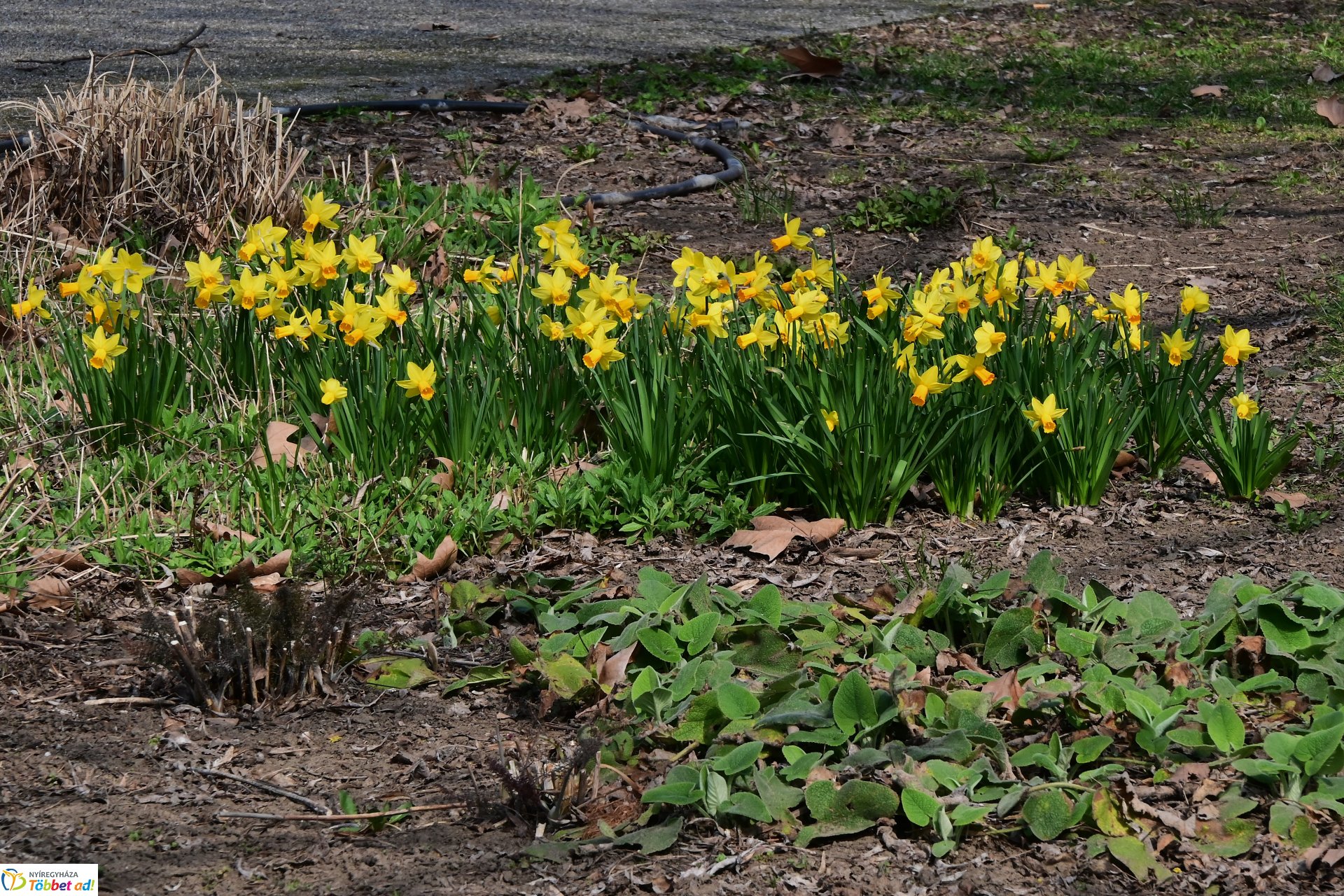 Megérkeztek az első tavaszi virágok a belvárosba