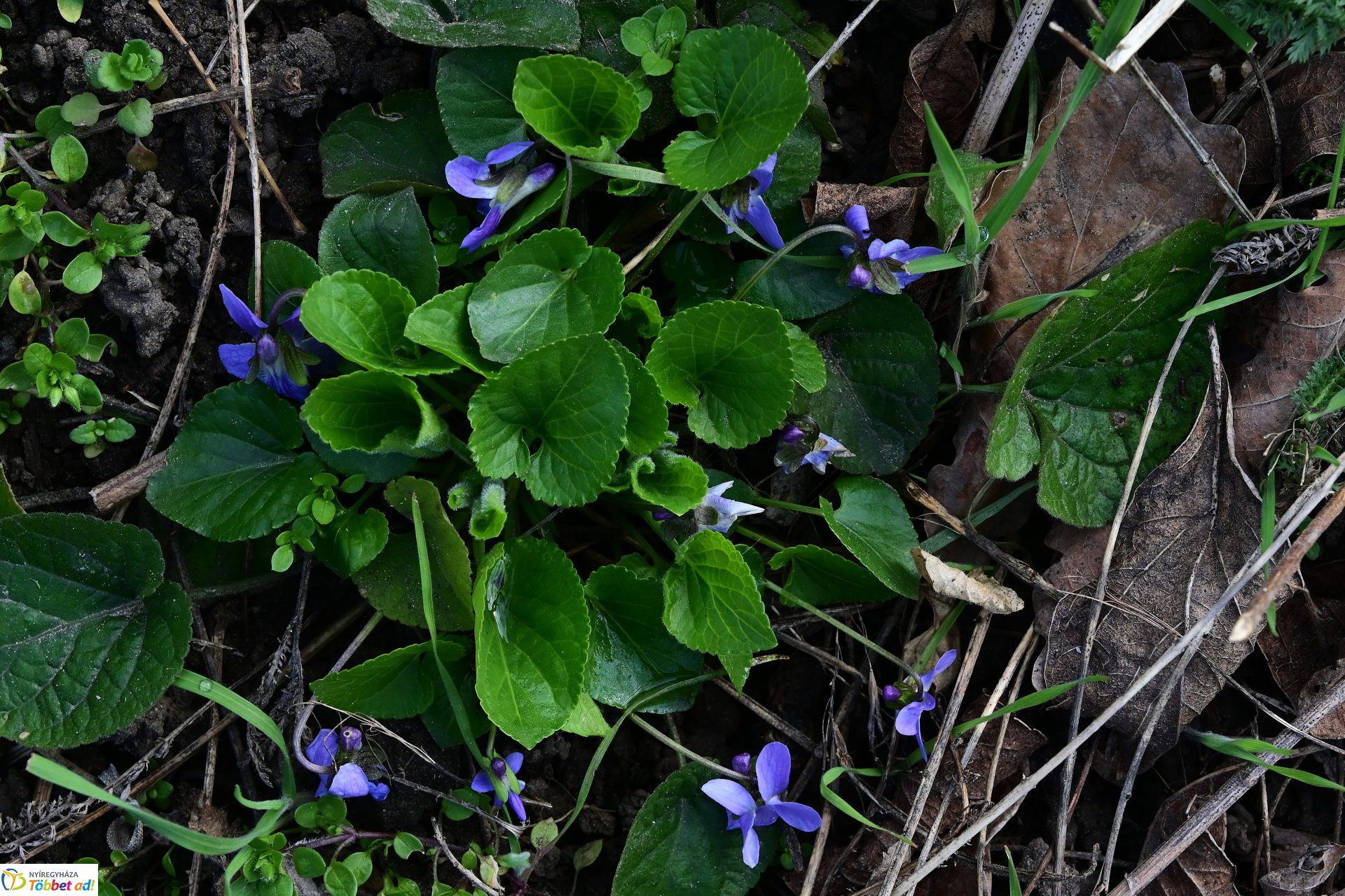 Megérkeztek az első tavaszi virágok a belvárosba