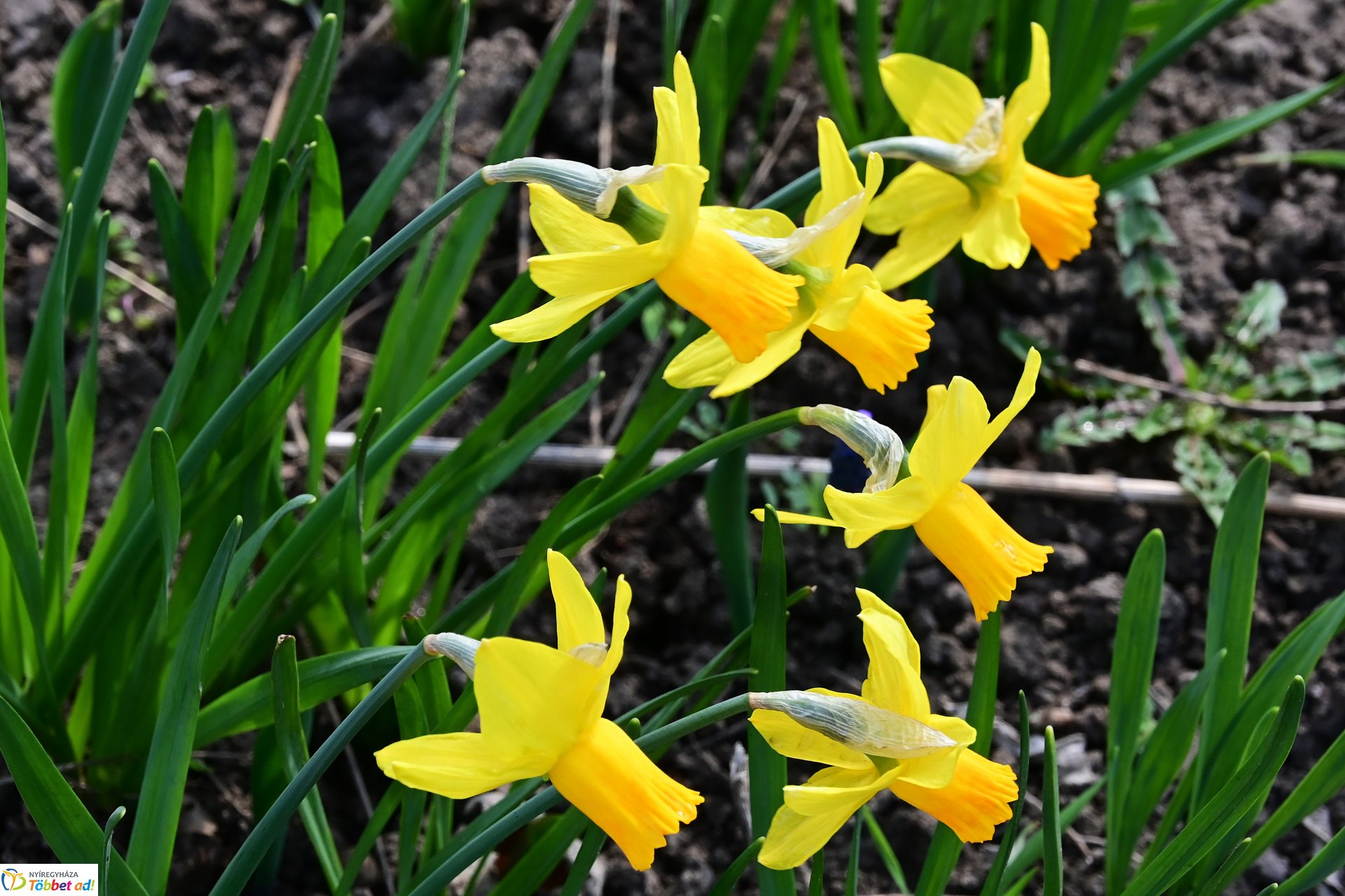 Megérkeztek az első tavaszi virágok a belvárosba