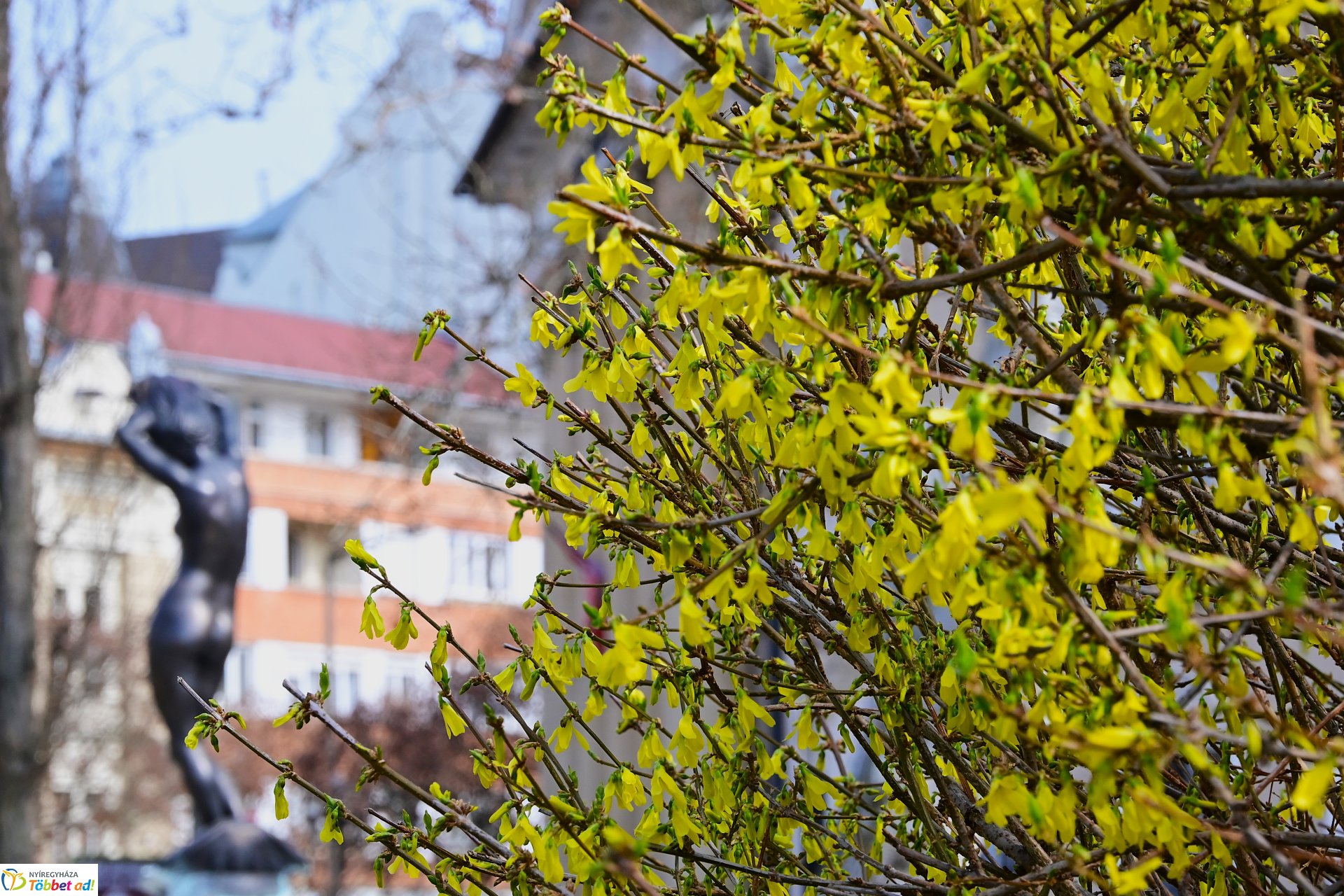 Megérkeztek az első tavaszi virágok a belvárosba