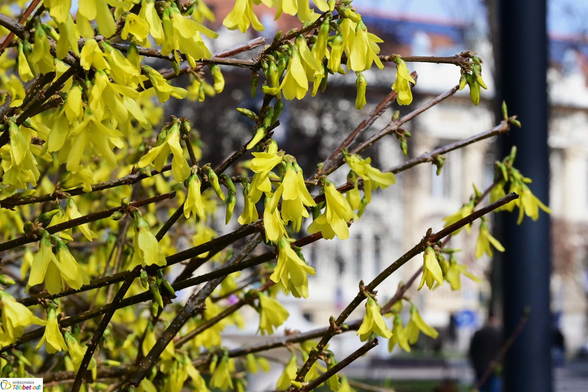 Megérkeztek az első tavaszi virágok a belvárosba