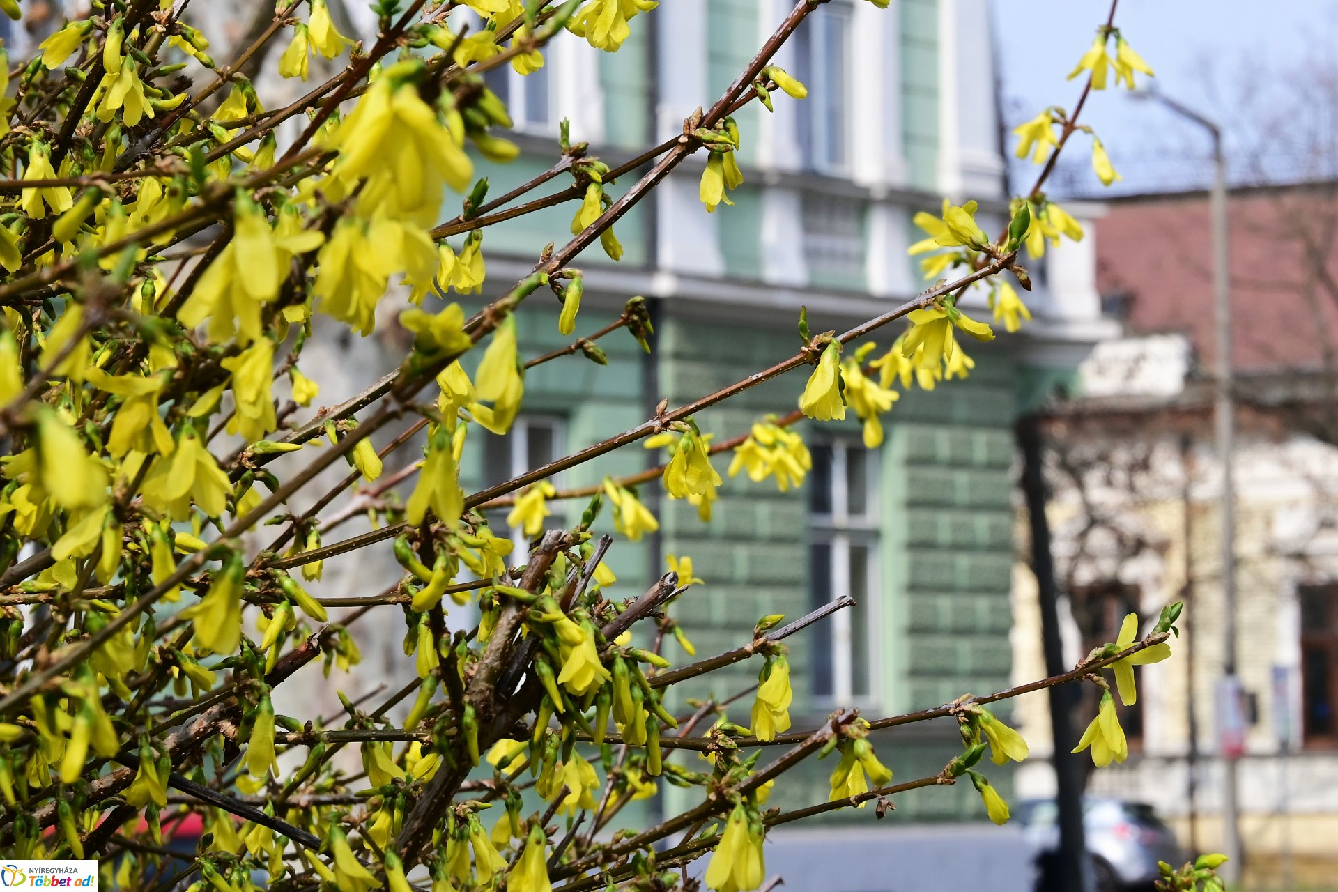 Megérkeztek az első tavaszi virágok a belvárosba