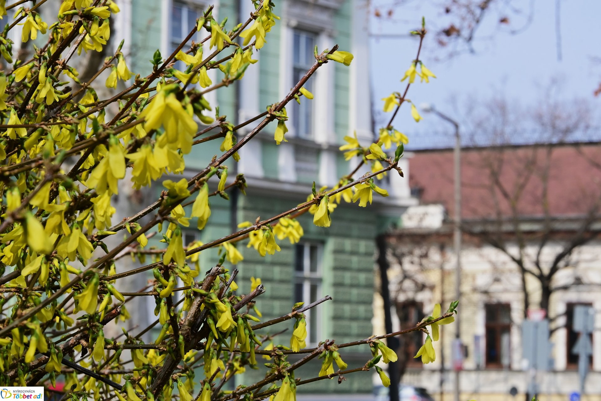 Megérkeztek az első tavaszi virágok a belvárosba
