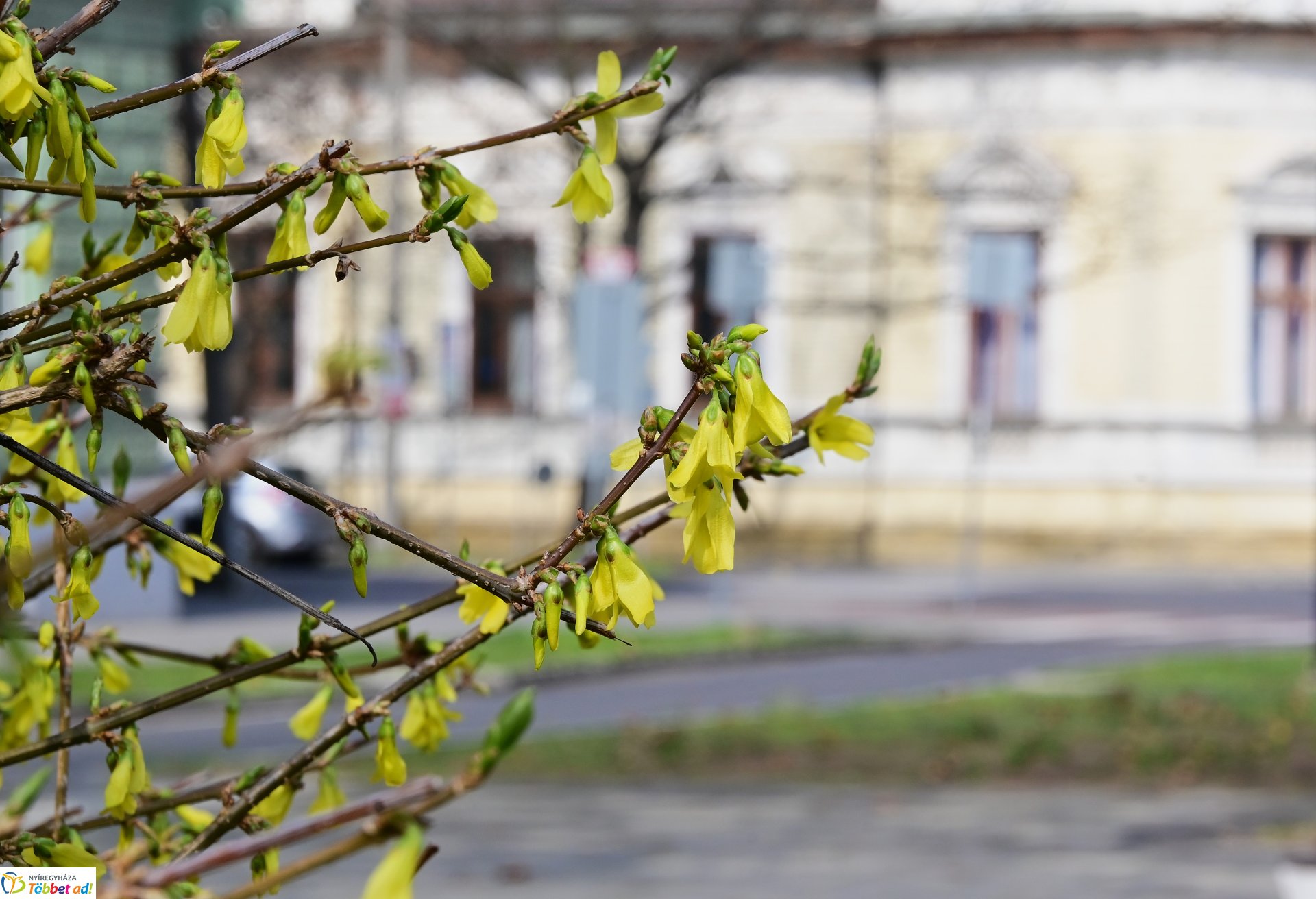 Megérkeztek az első tavaszi virágok a belvárosba