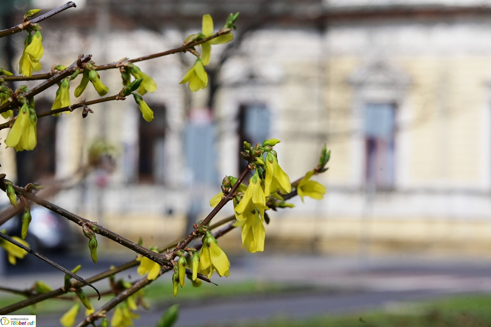 Megérkeztek az első tavaszi virágok a belvárosba