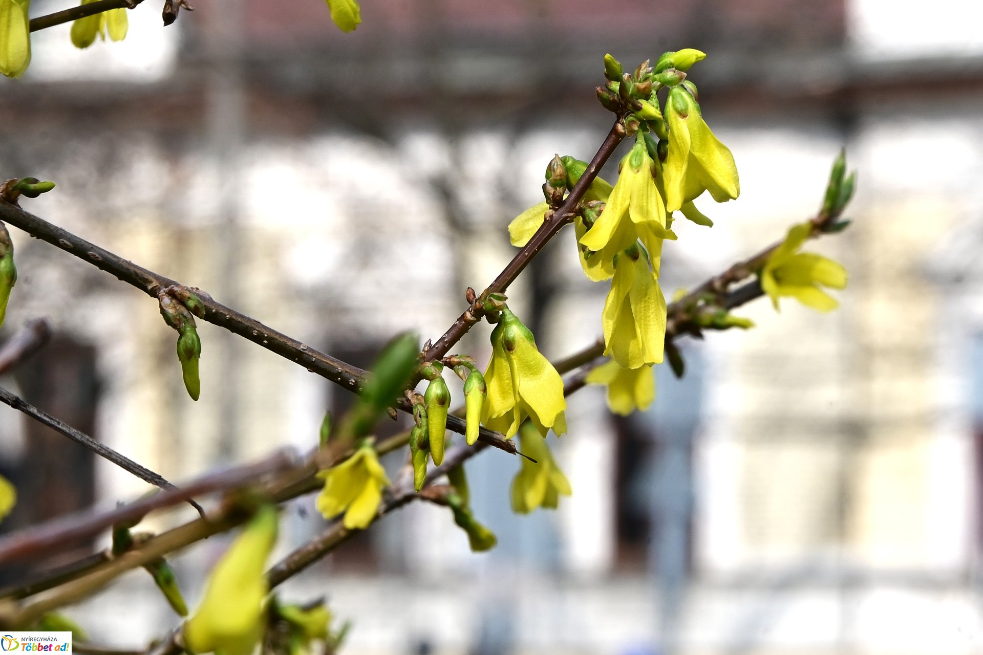 Megérkeztek az első tavaszi virágok a belvárosba