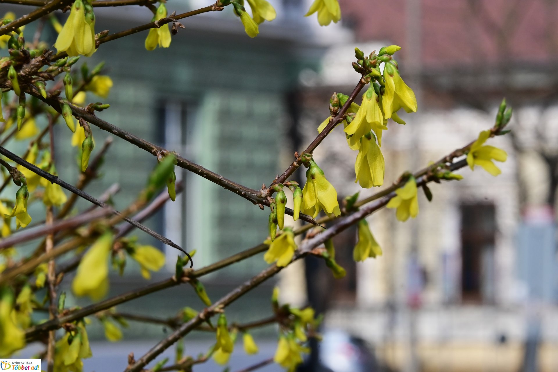 Megérkeztek az első tavaszi virágok a belvárosba