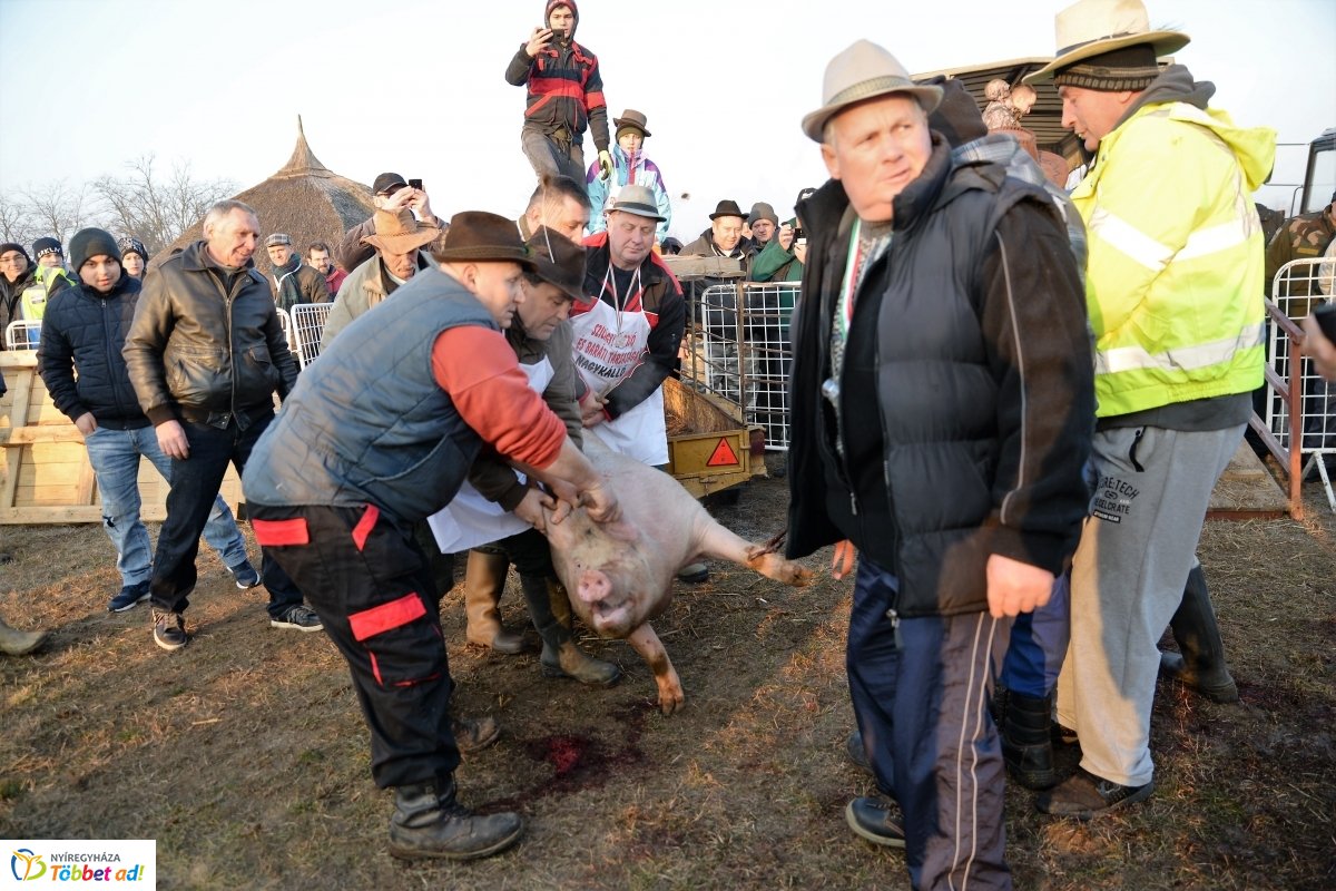 Megkezdődött a Disznótoros Fesztivál