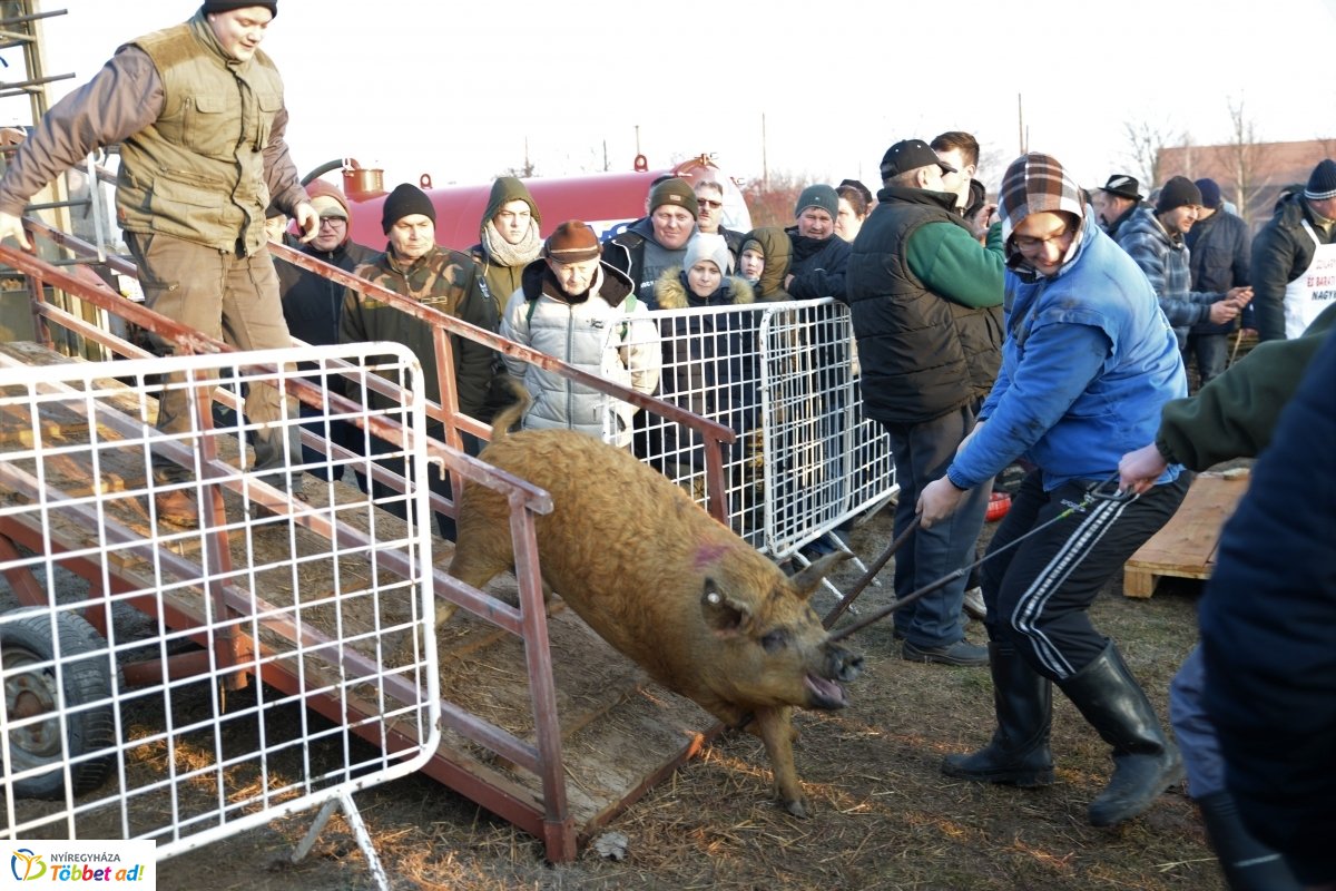 Megkezdődött a Disznótoros Fesztivál