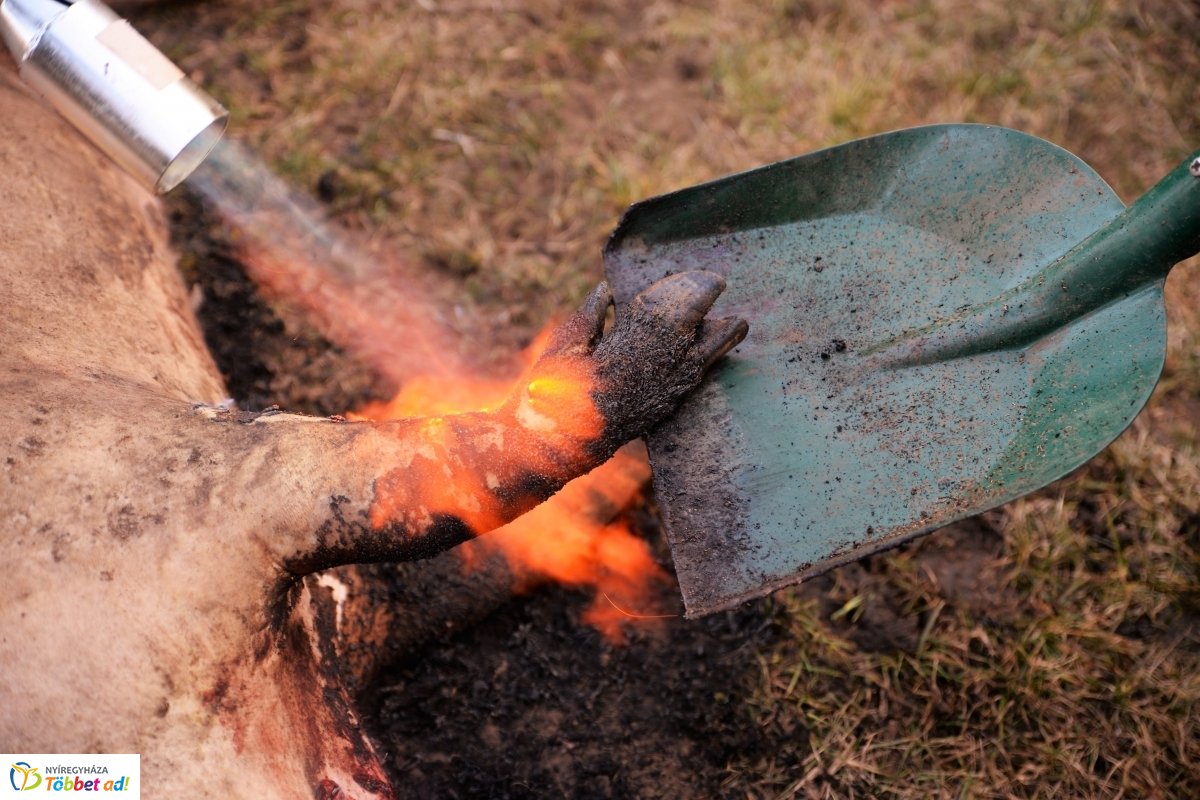 Megkezdődött a Disznótoros Fesztivál