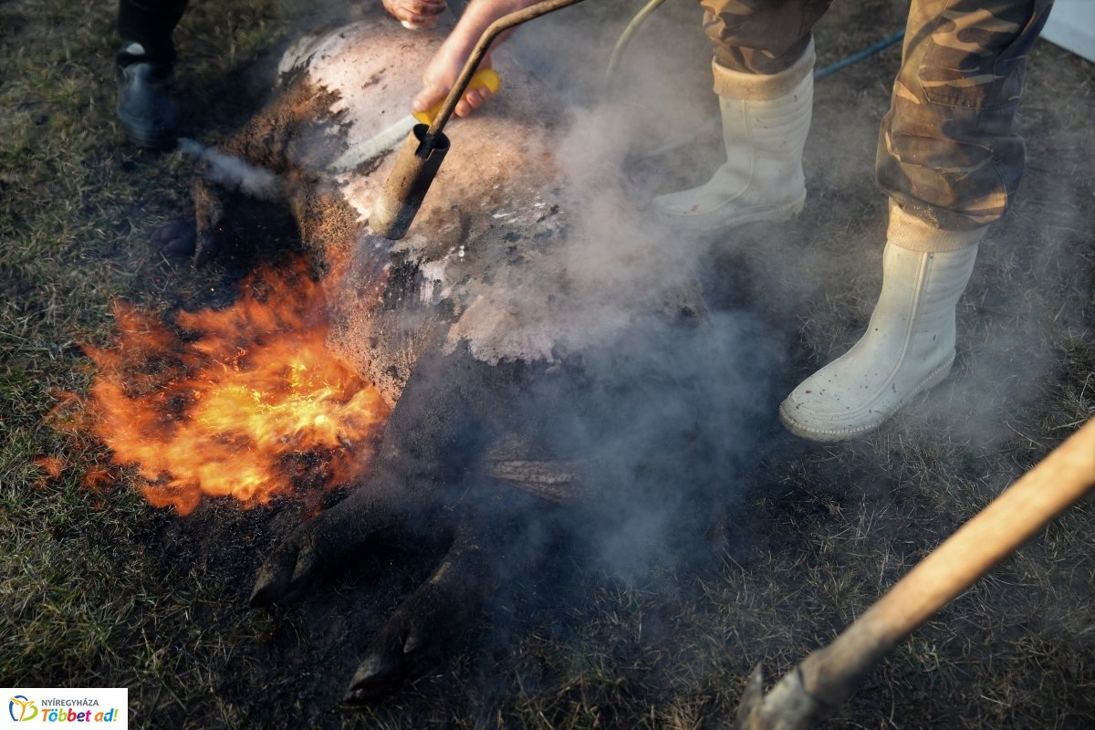 Megkezdődött a Disznótoros Fesztivál