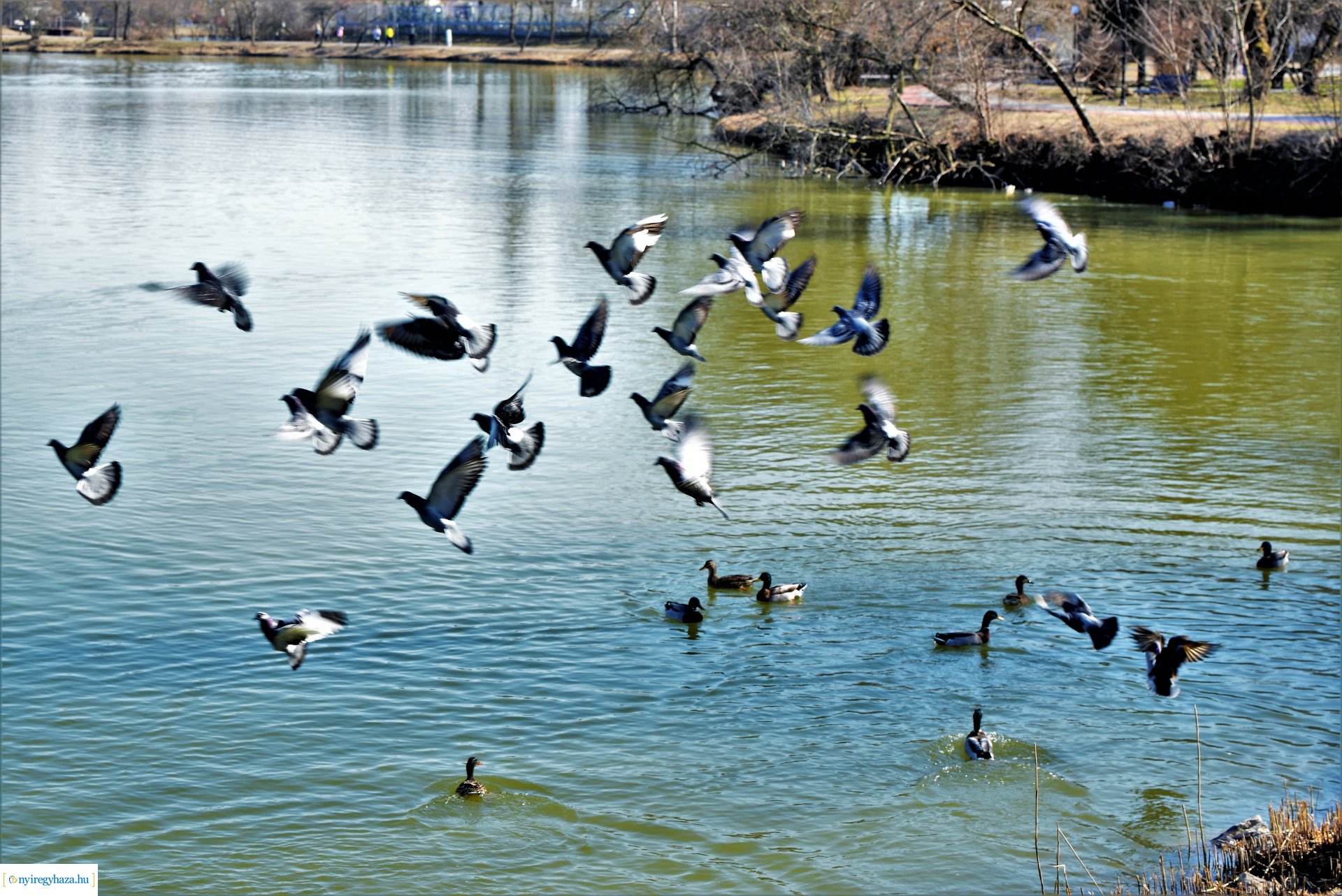 Megtelt Sóstó a tavaszi napsütésben