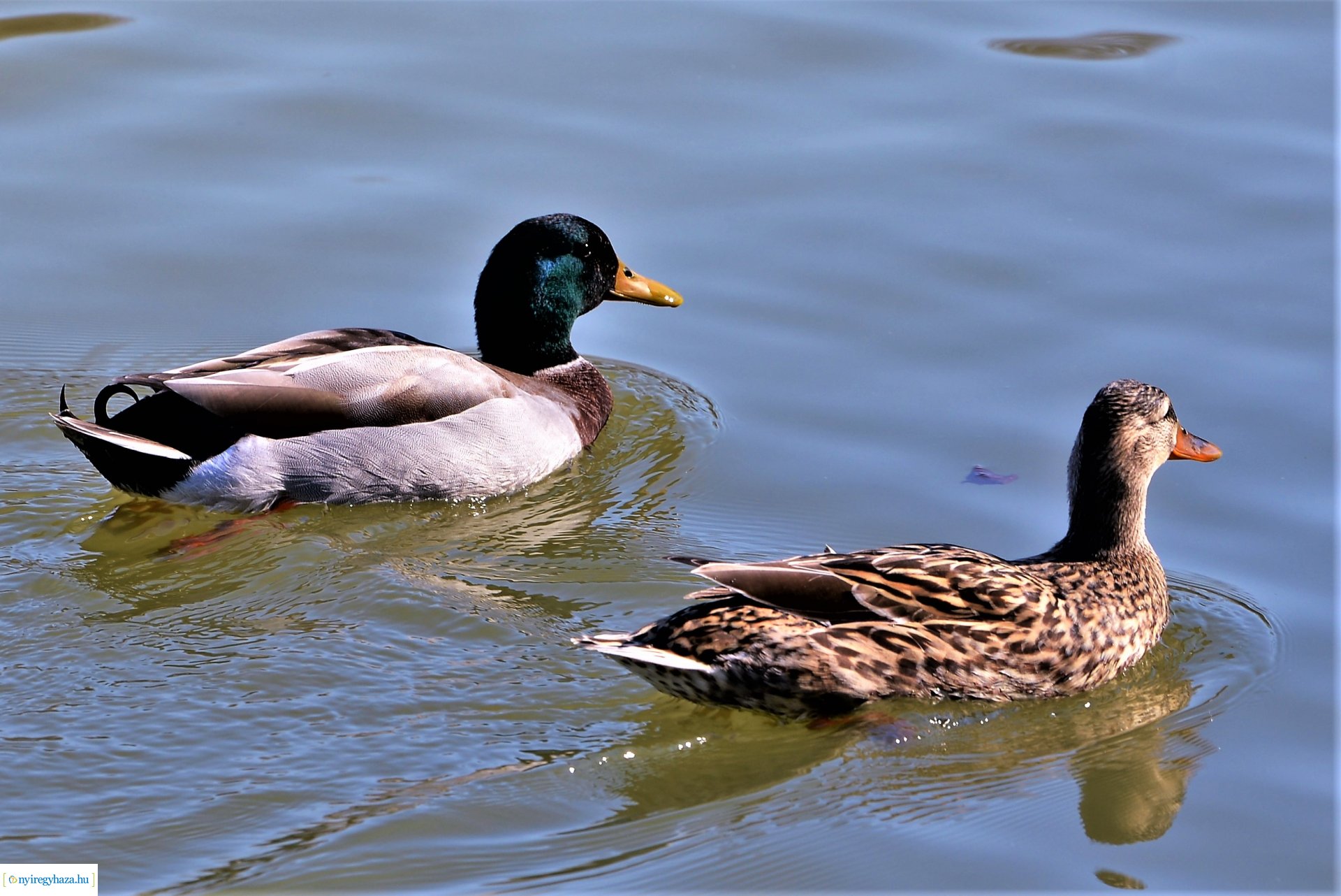 Megtelt Sóstó a tavaszi napsütésben