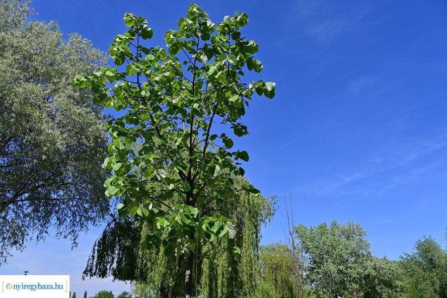 Michelin faültetés a Városligetben 20240409