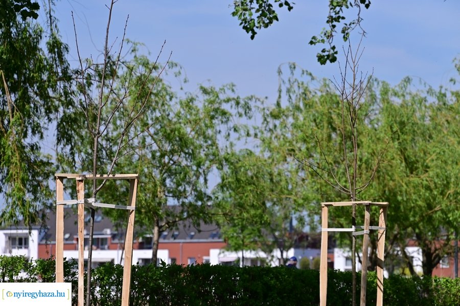 Michelin faültetés a Városligetben 20240409